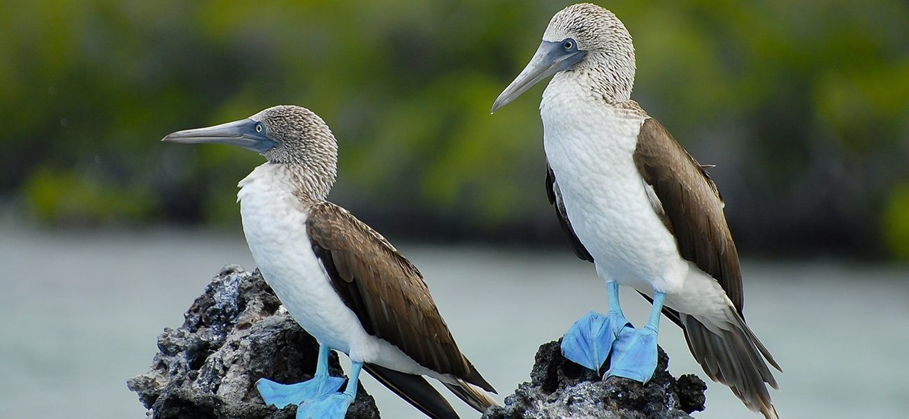 Blue Footed Booby, Galapagos