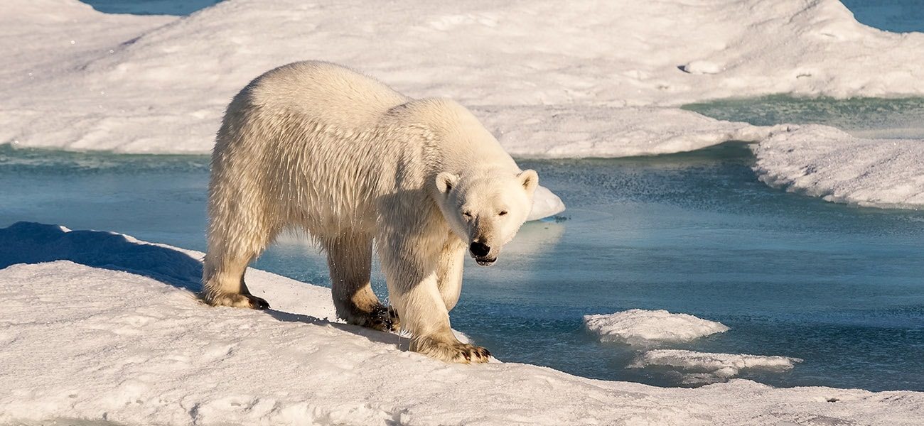 Polar Bear walking on ice