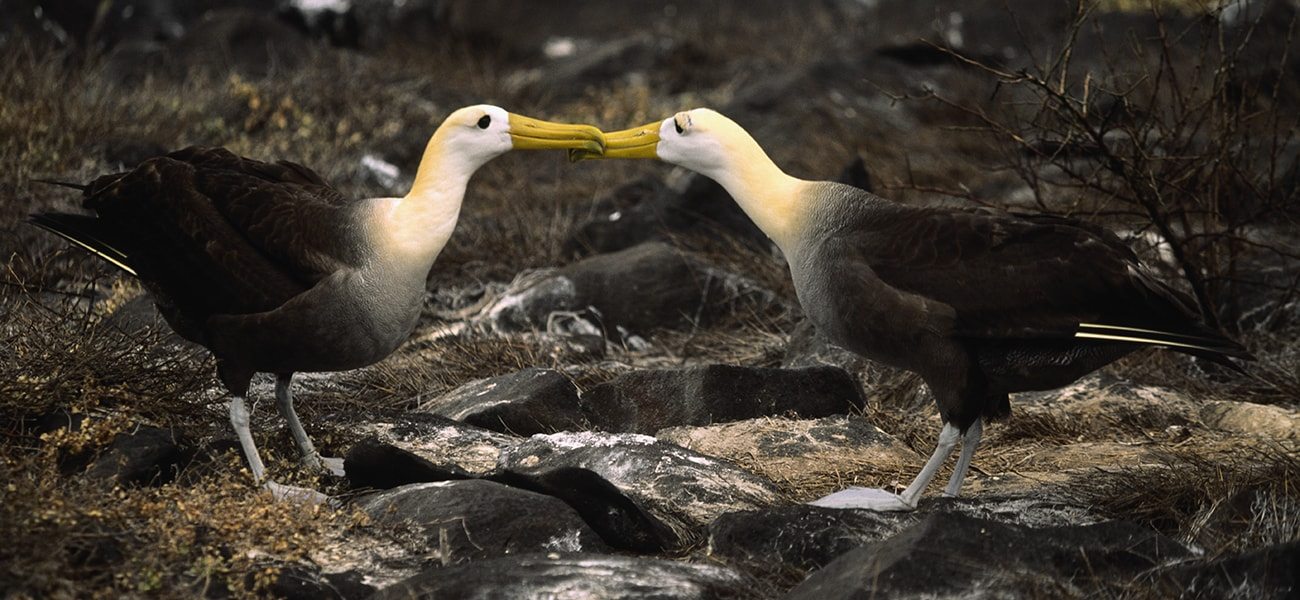 Waved Albatross, Galapagos