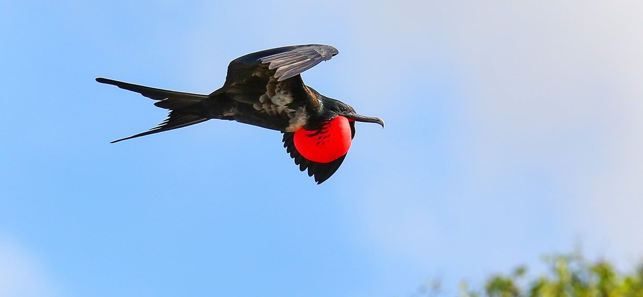 Frigatebird, South Pacific