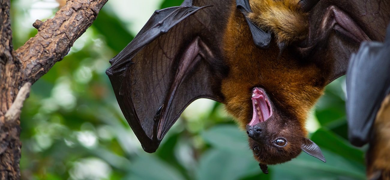 Fruit Bat, South Pacific