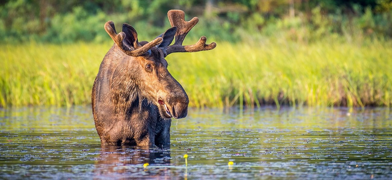 Moose, Great Lakes Wildlife