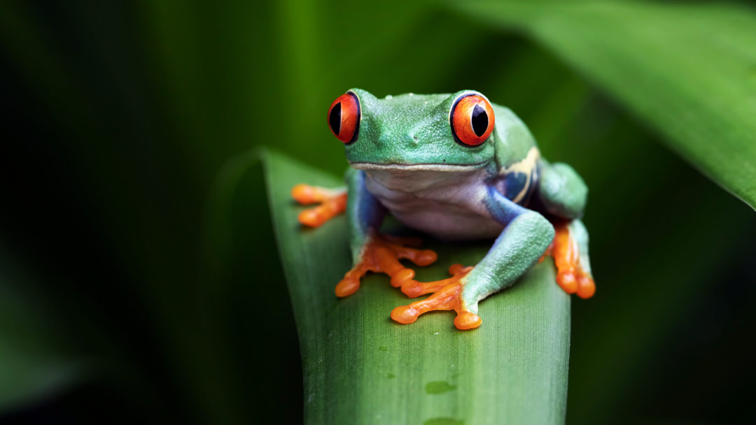 Costa Rica Red Eye Frog_2466803929