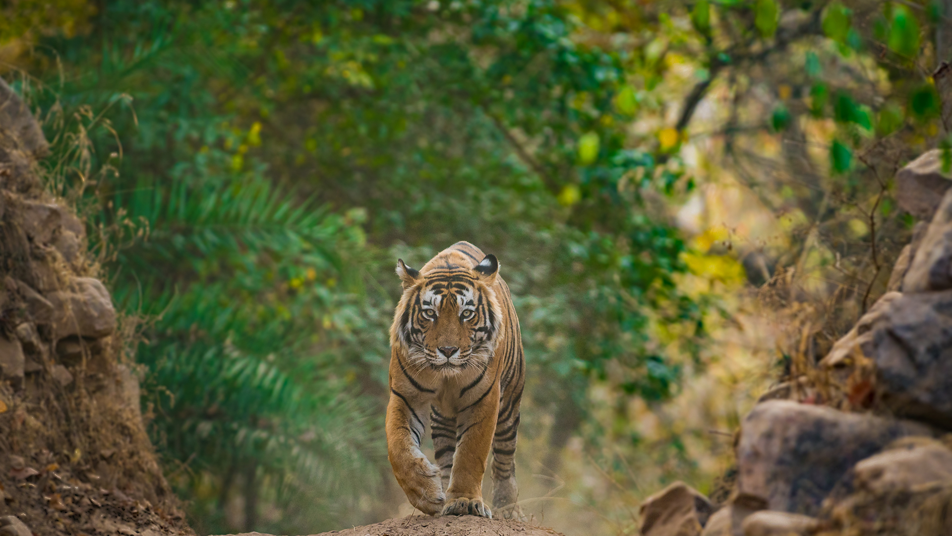 Enclaves of Indochina & India’s Taj & Tigers Tour 19th February 2026