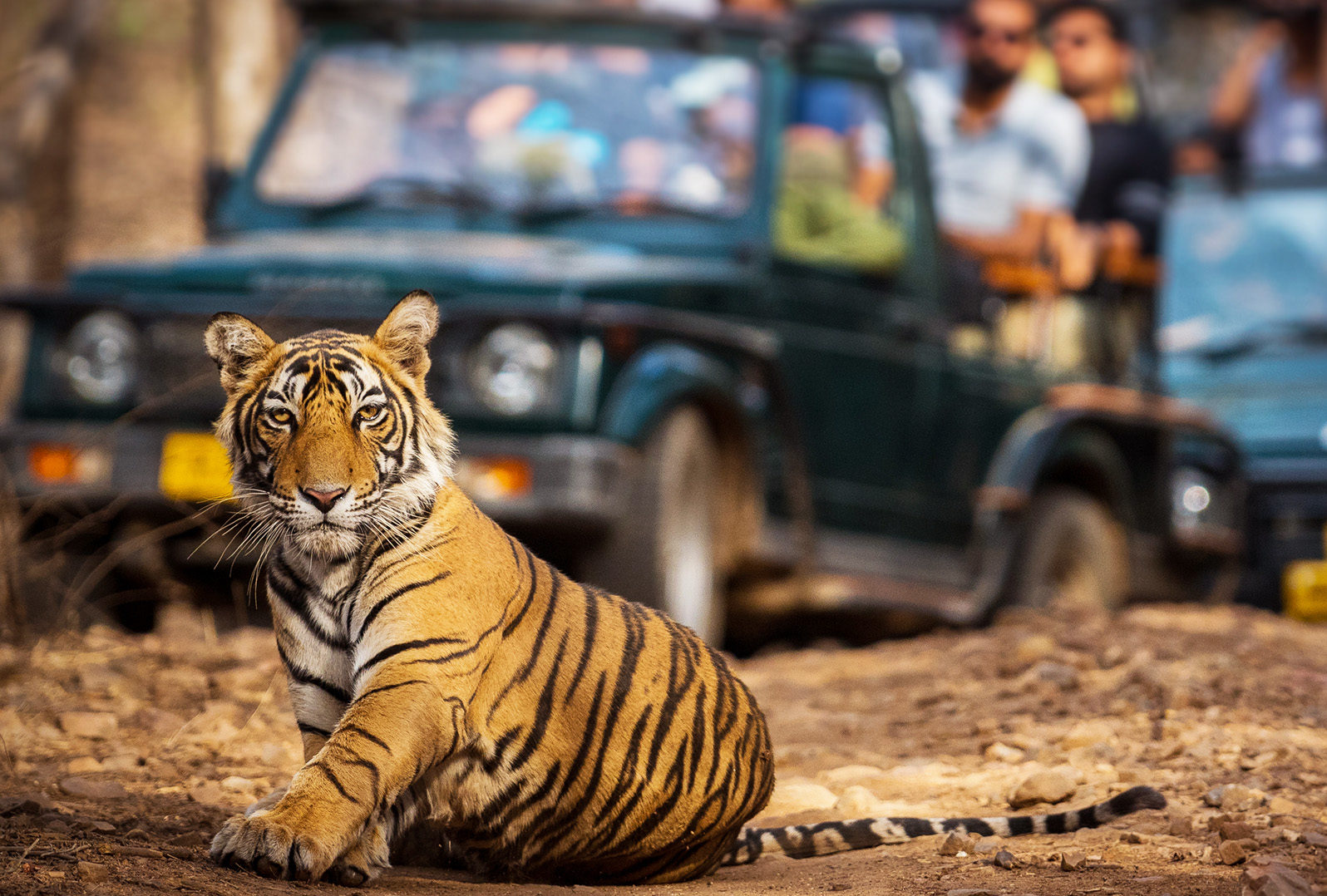 India’s Taj & Tigers