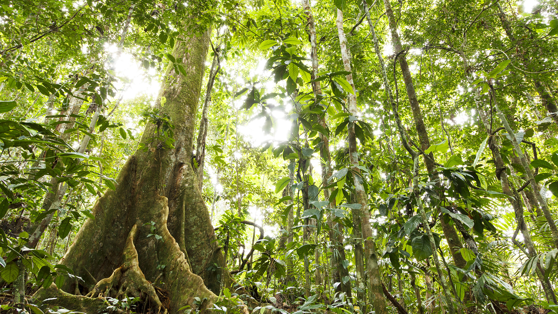 The Best of Ecuador and Galapagos 6th November 2025