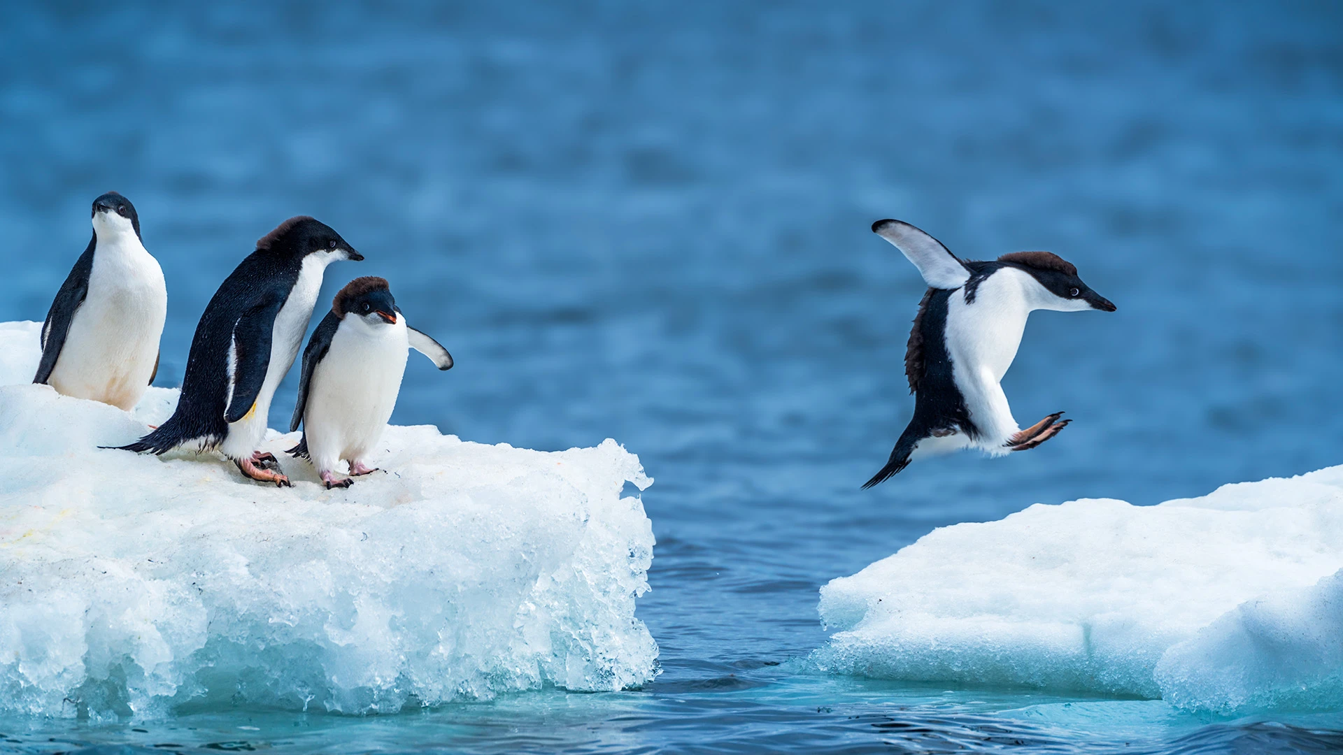Adelie Penguin Antarctica