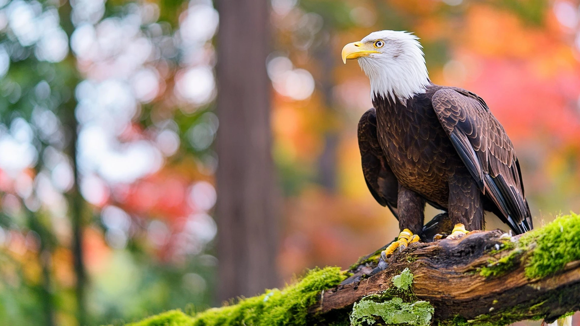 Perching bald eagle