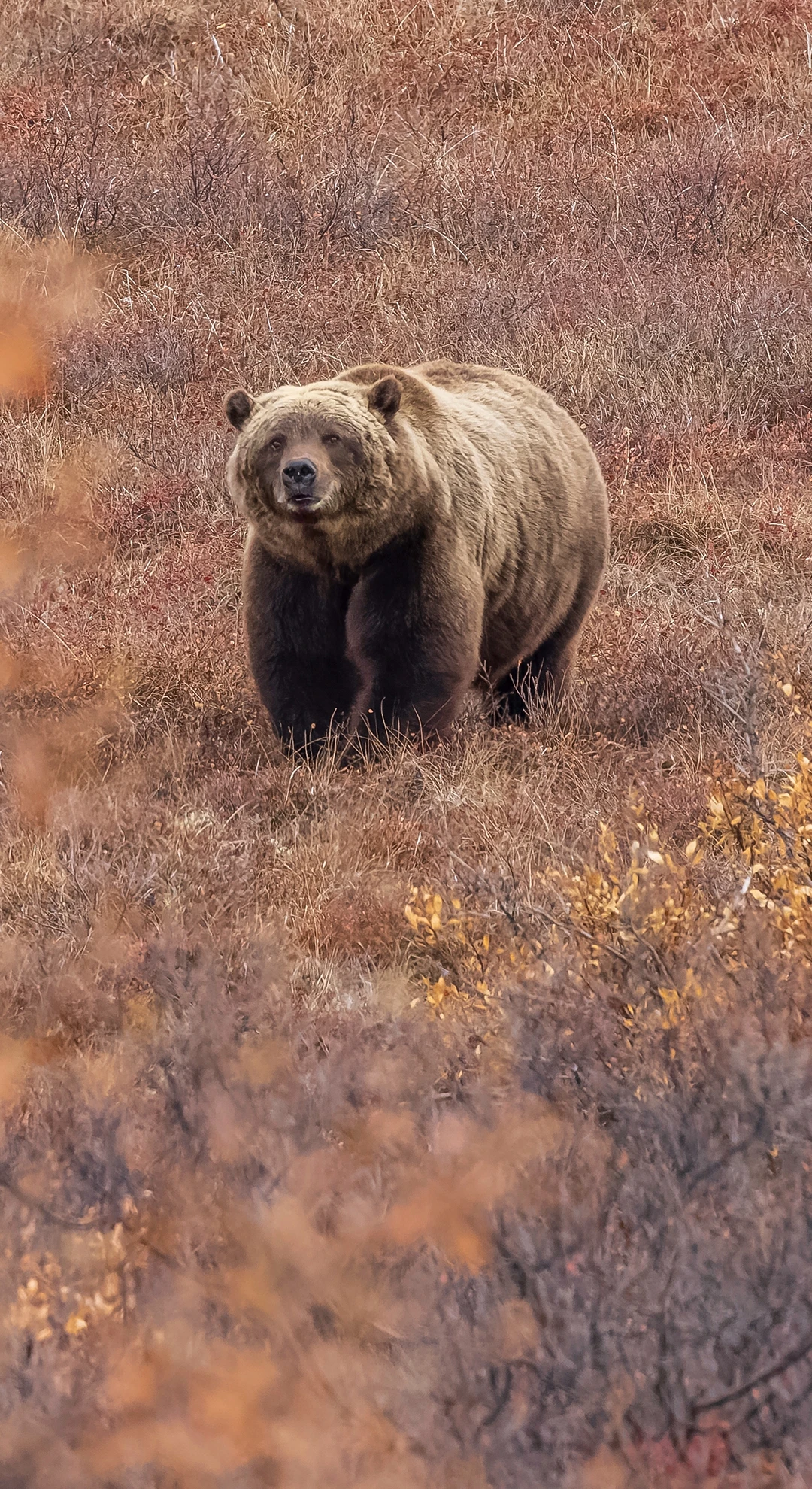 Alaska