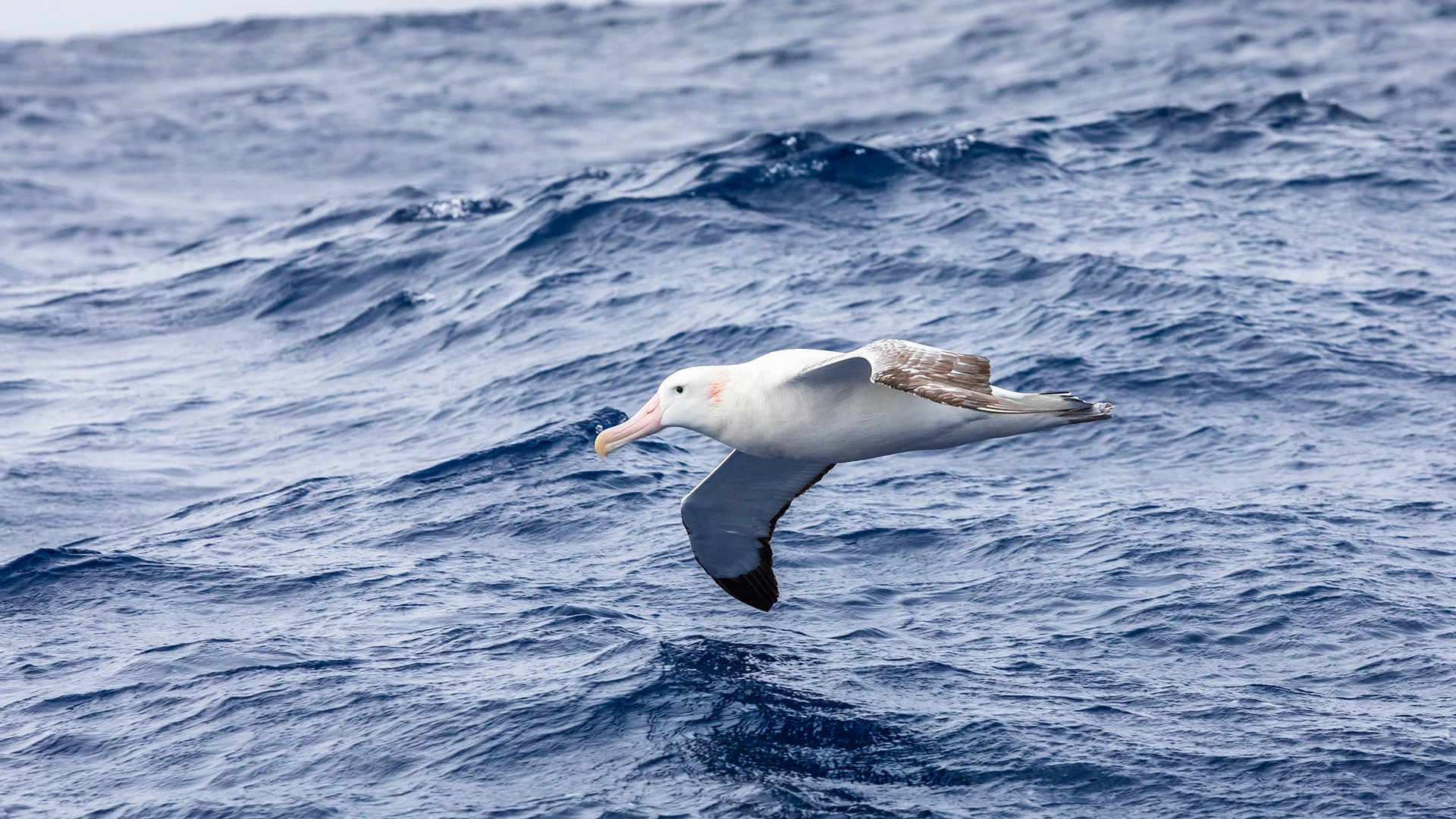 Albatross Drake Passage Antarctica