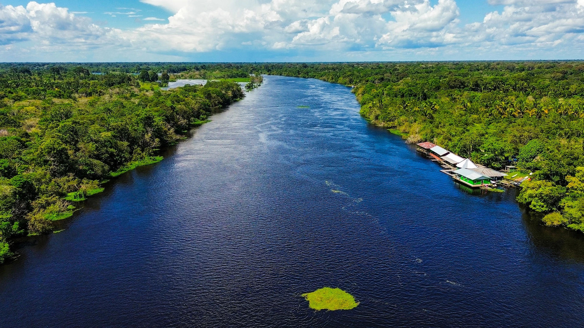 The Amazon Rainforest