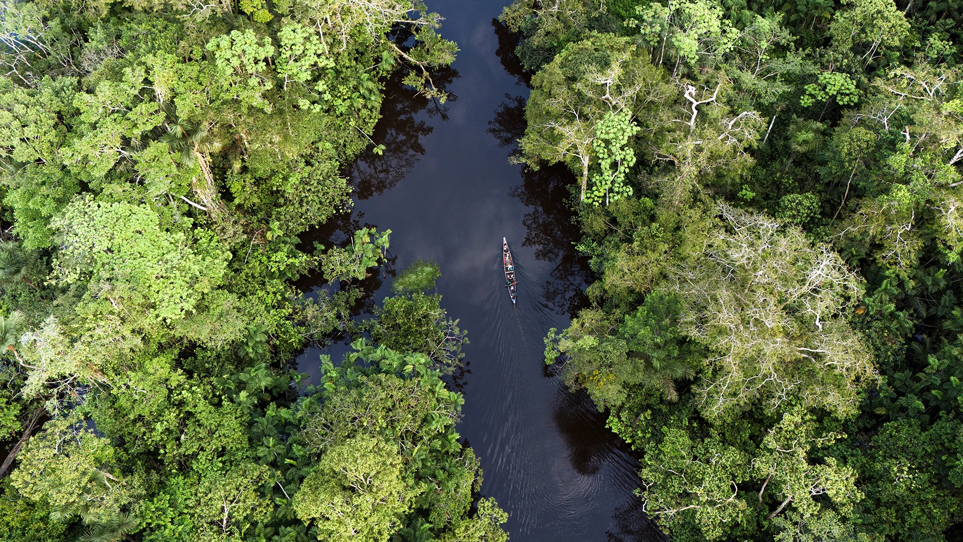 The Amazon Rainforest