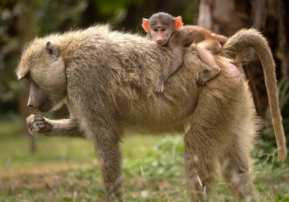 Amboseli National Park