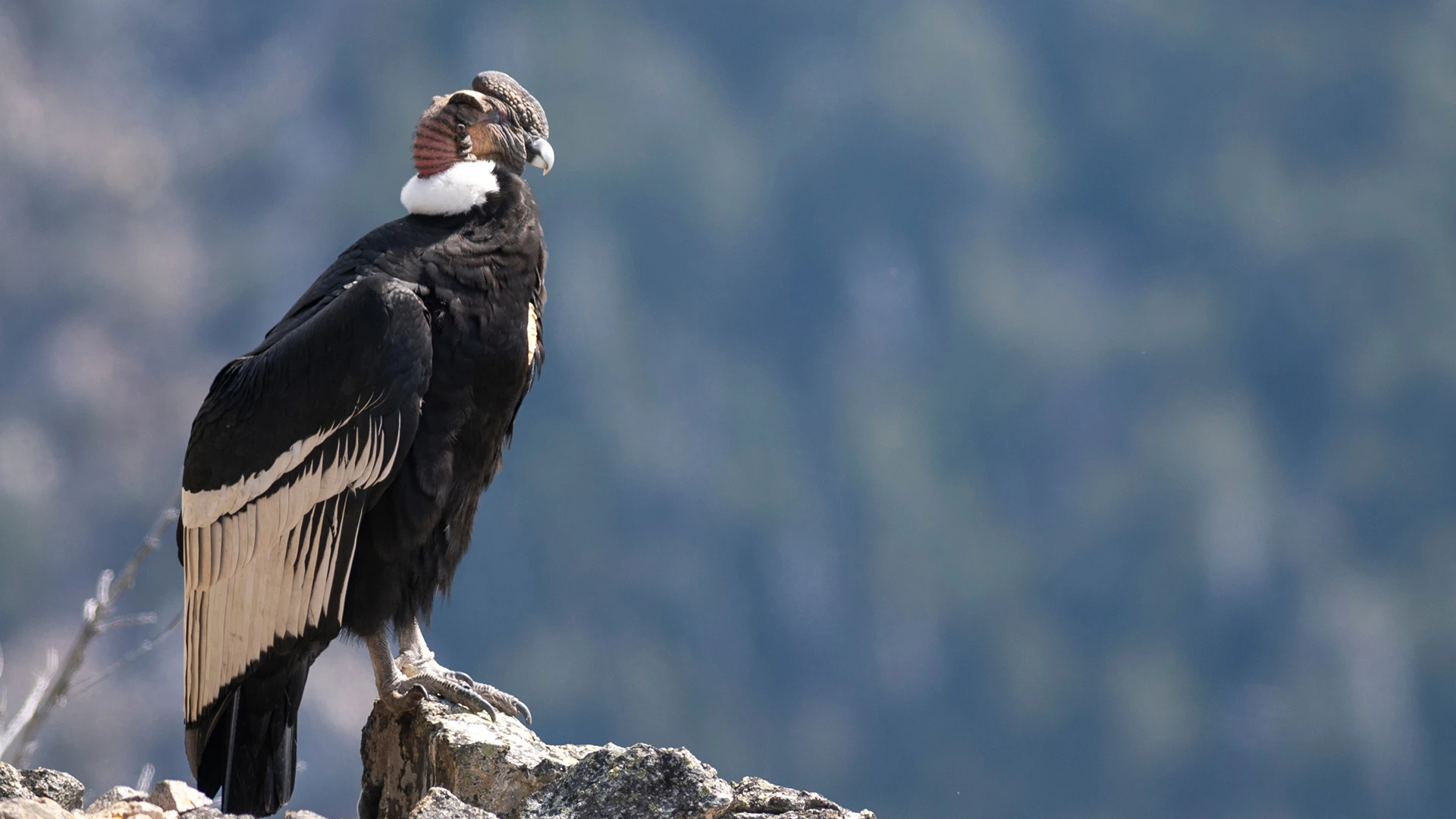 Andean Condor Colca Canyon Peru