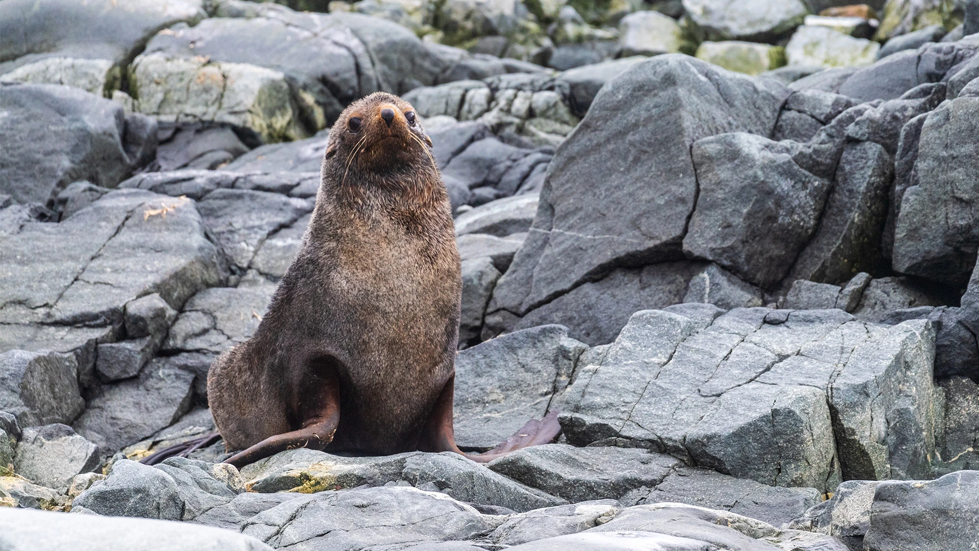 Antarctic Fur Seal