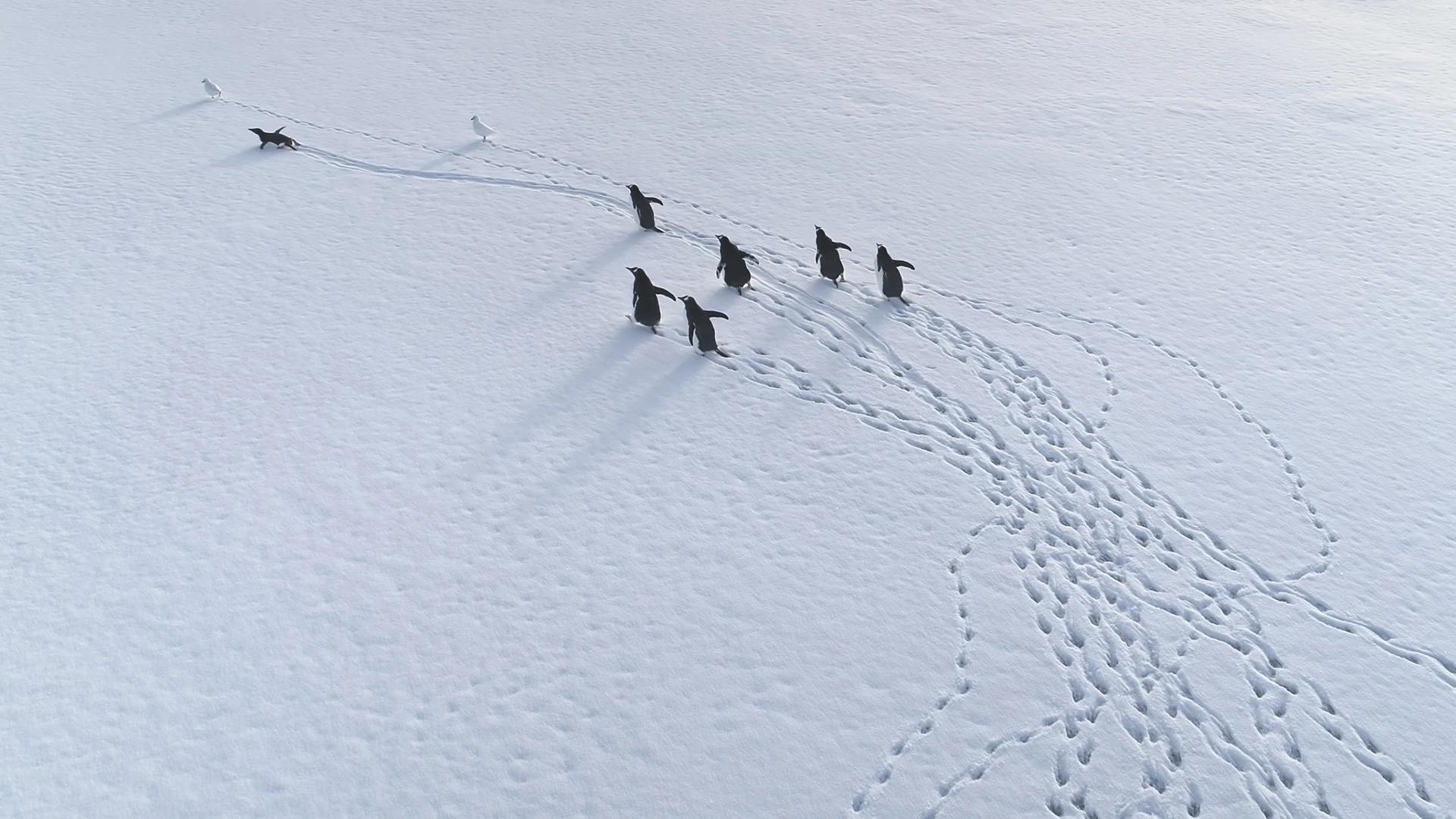Trekking Gentoo Penguins 