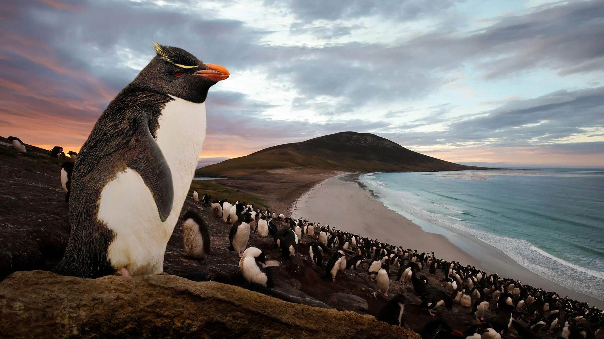 Expedition Antarctica: The Great Penguin Adventure