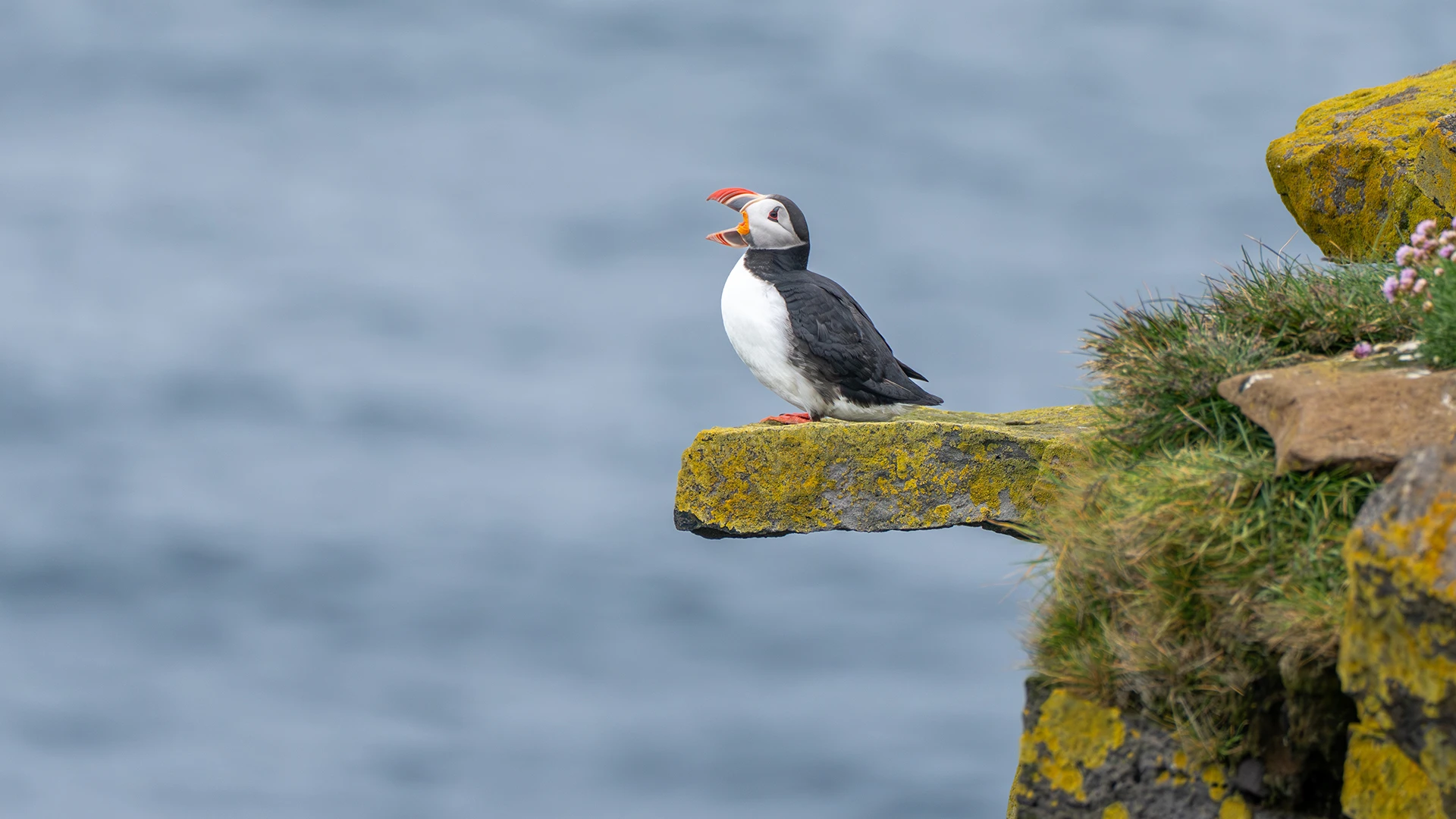 Atlantic Puffin