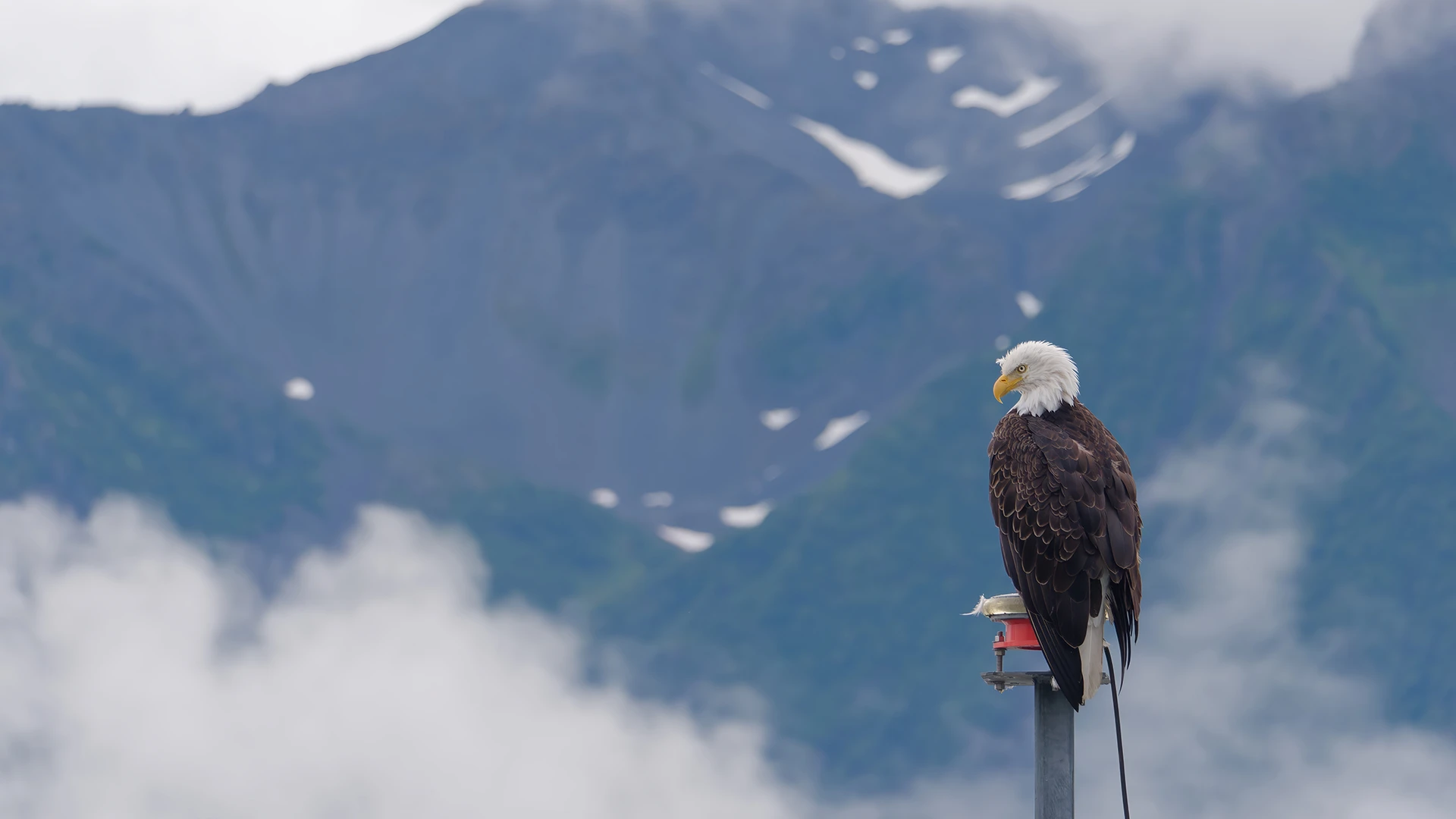 Bald Eagle Inian Islands Alaska