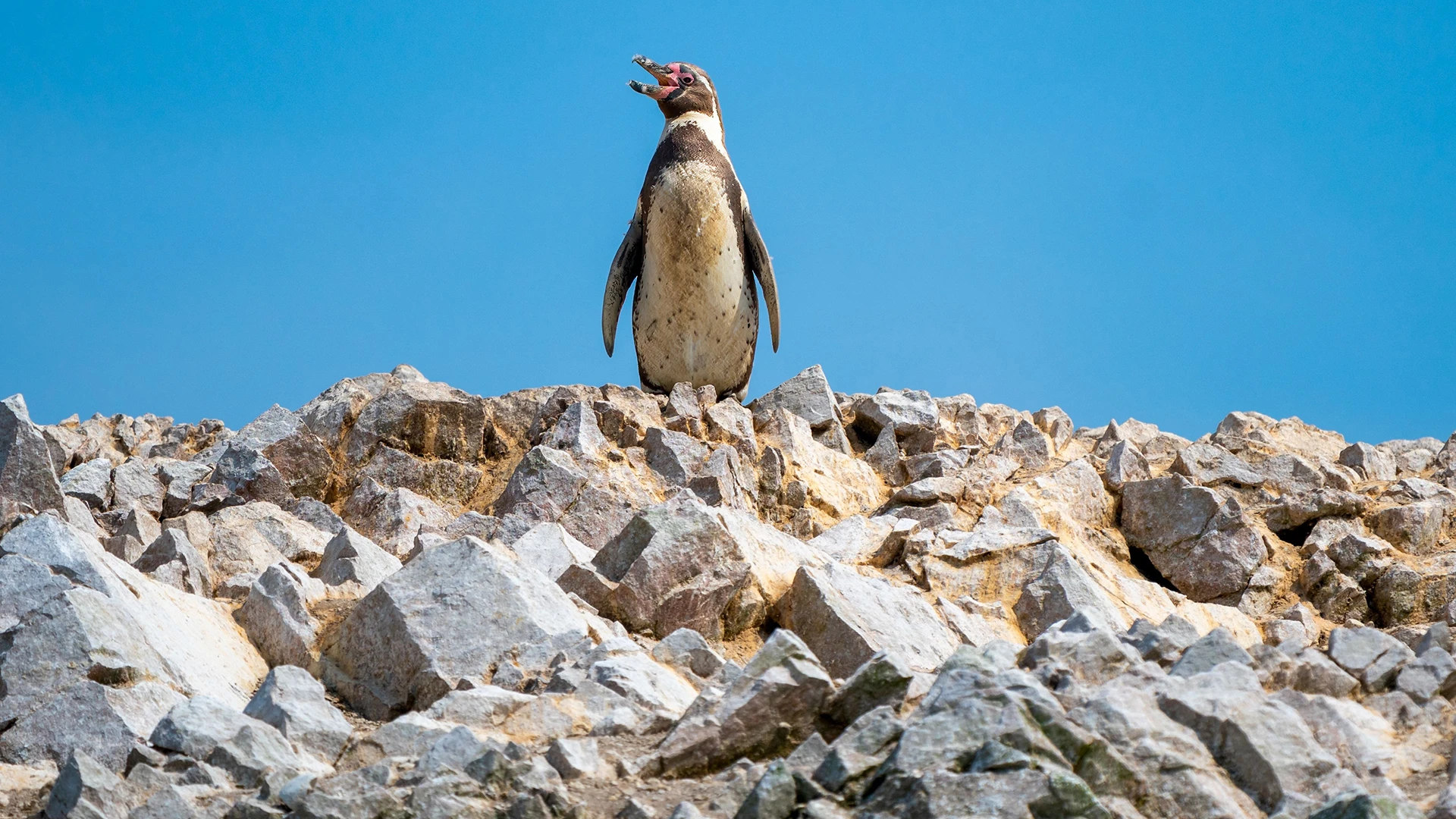 Ballestas Islands