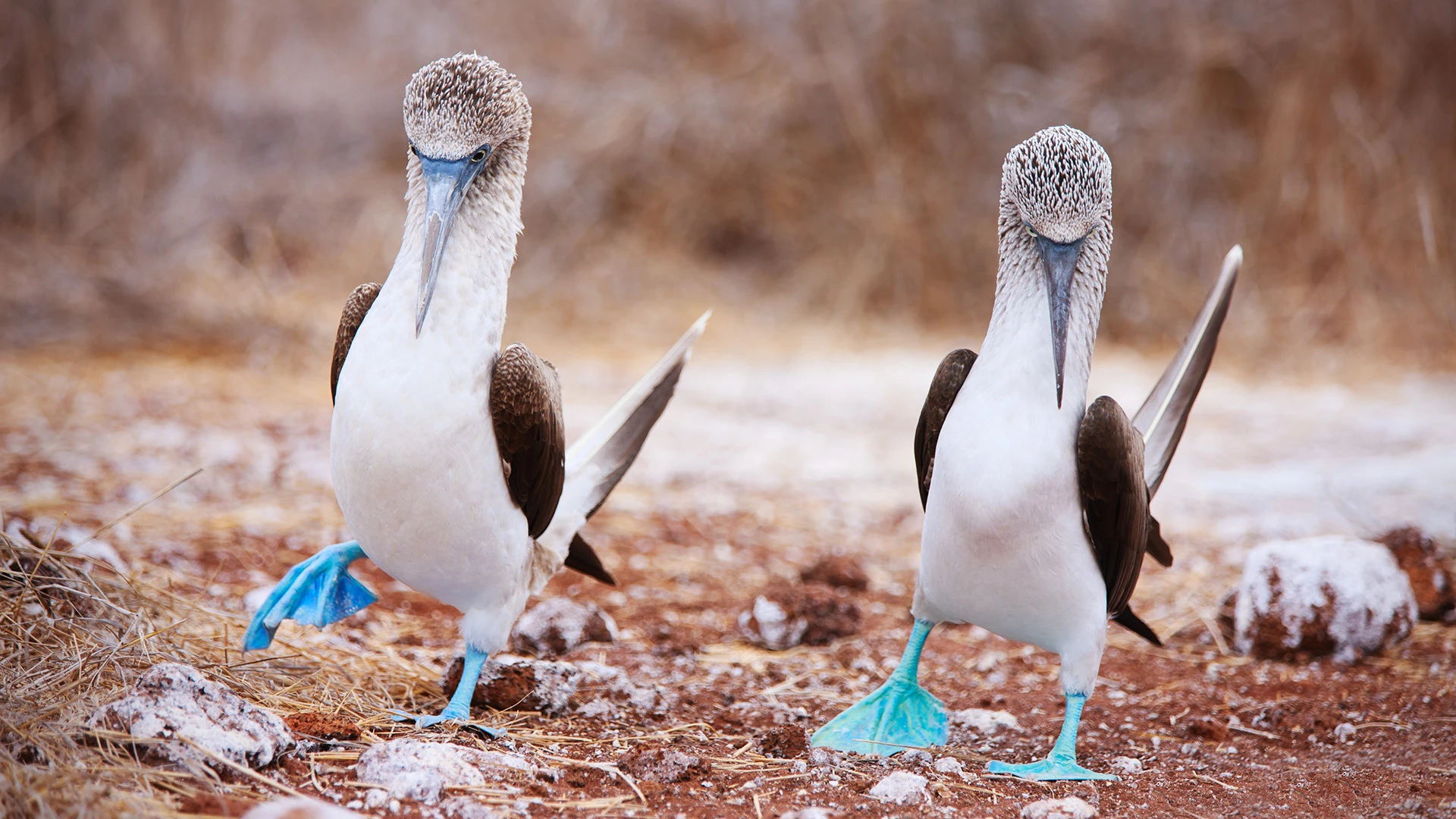 Blue-footed Booby Galapagos Ecuador