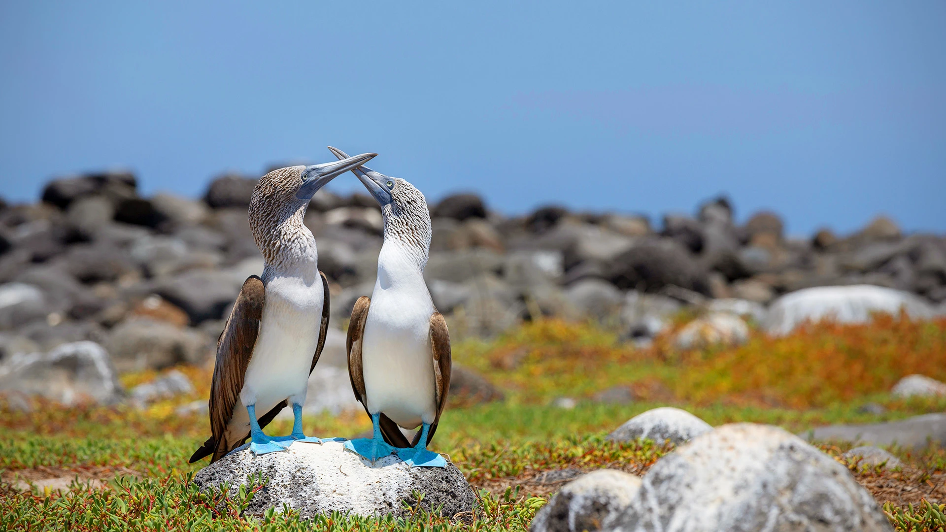 Blue-footed Booby Galapagos Ecuador