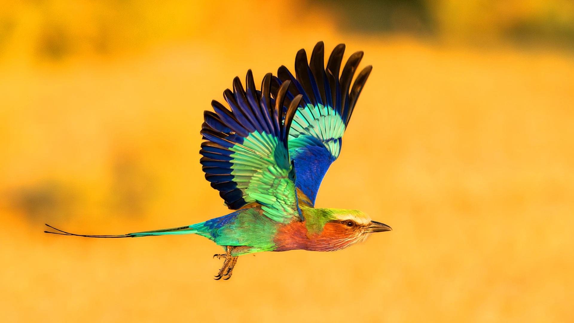 Coracias Caudatus bird
