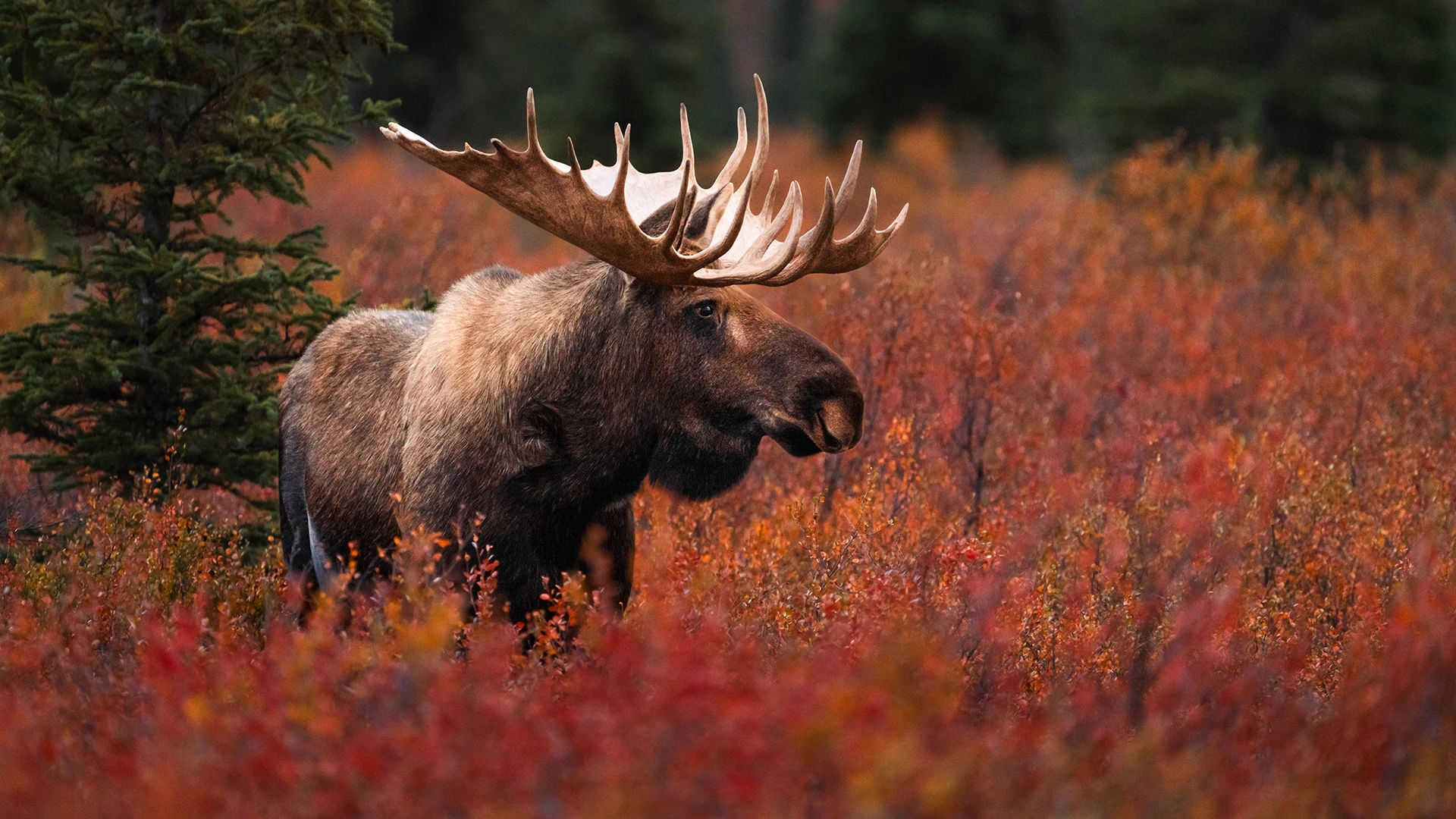Bull moose