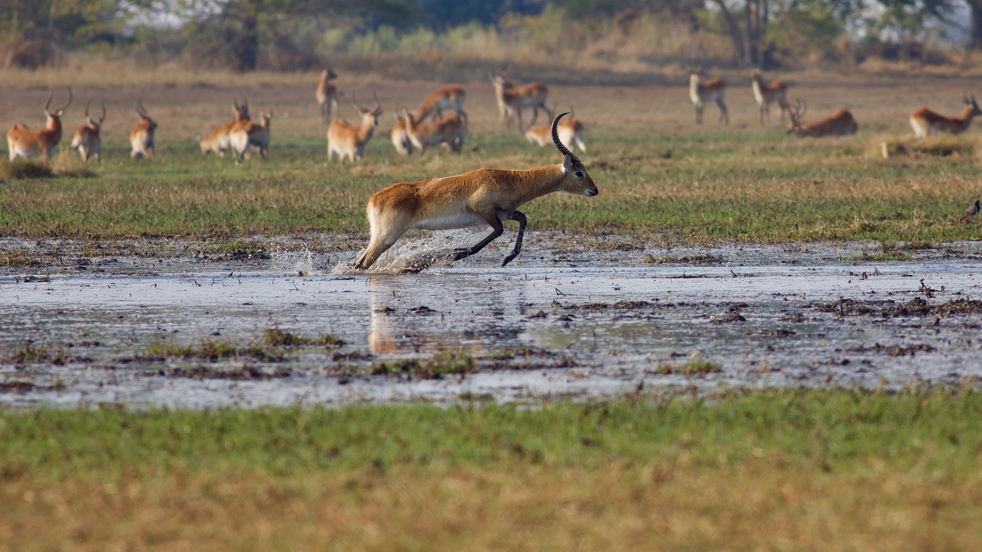 Kafue National Park 