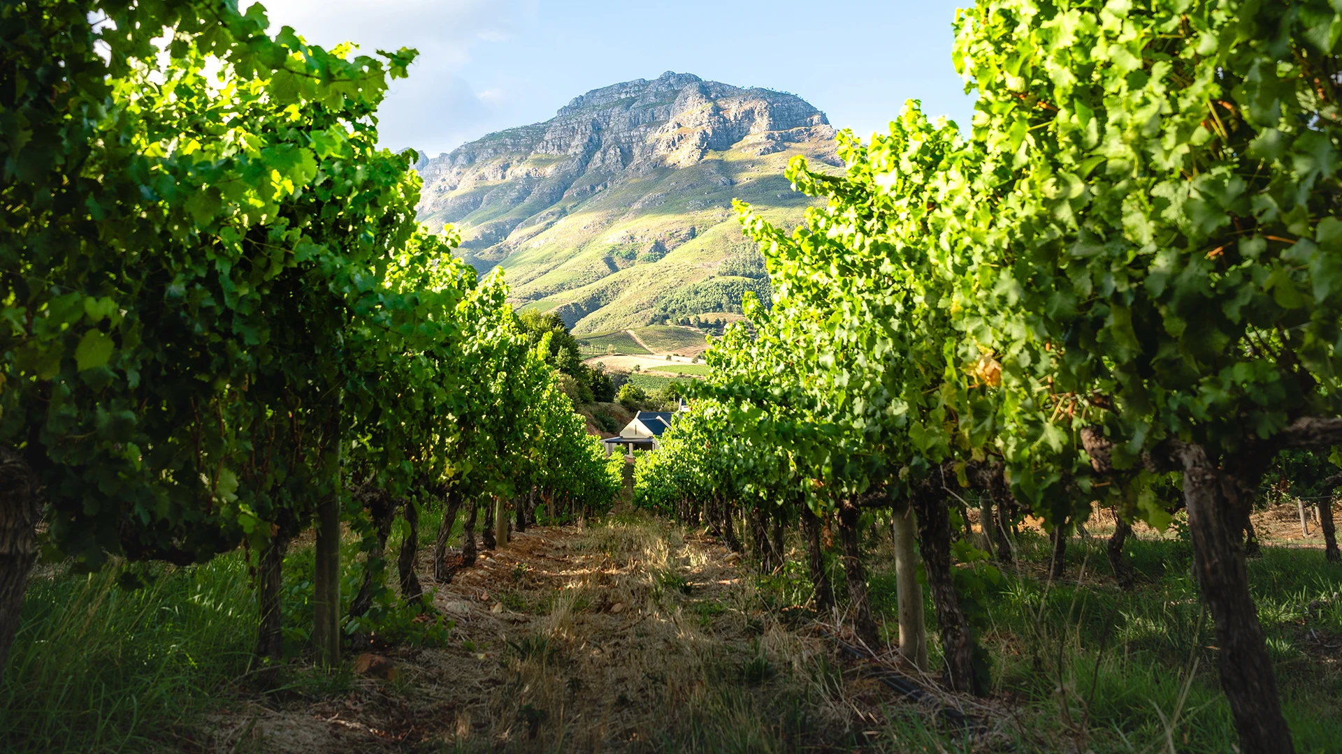 The Cape Winelands 