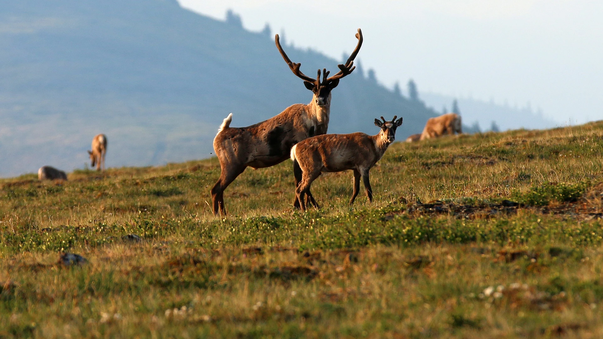 The Barrenland Caribou 