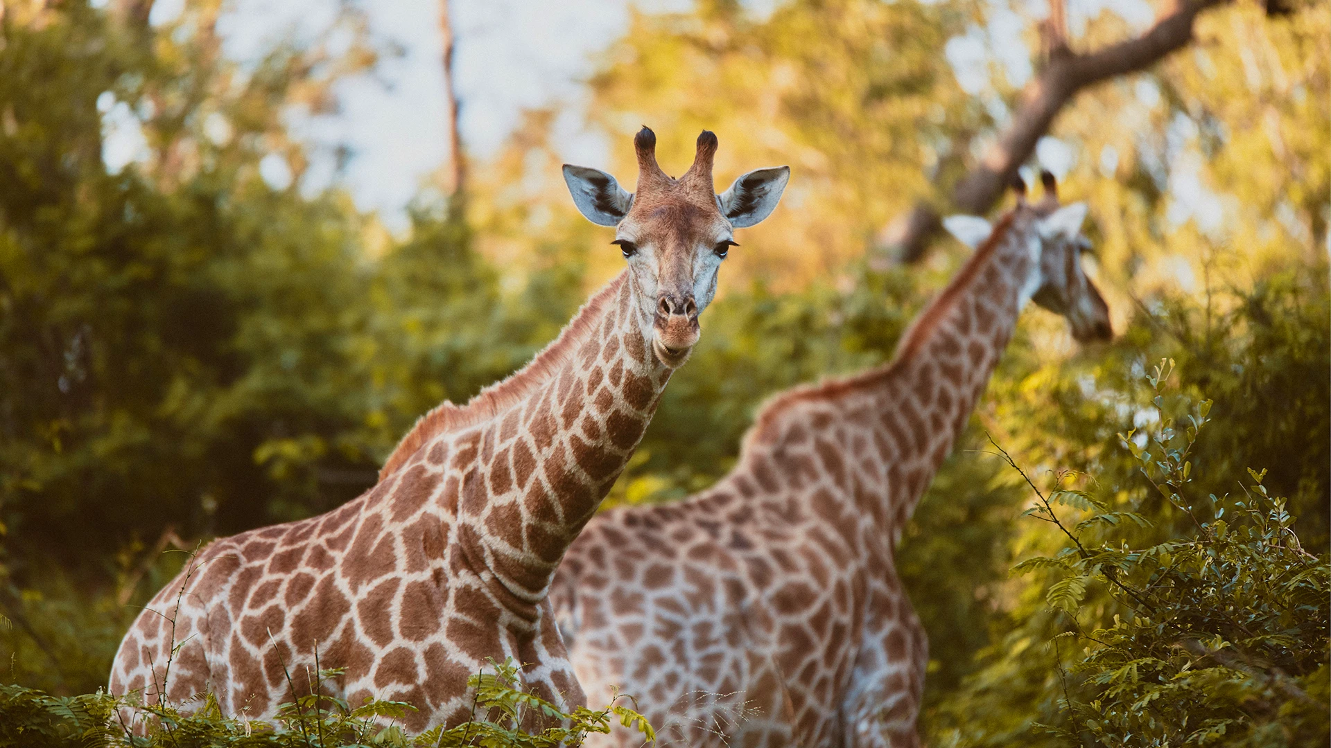 Central Kalahari Game Reserve 