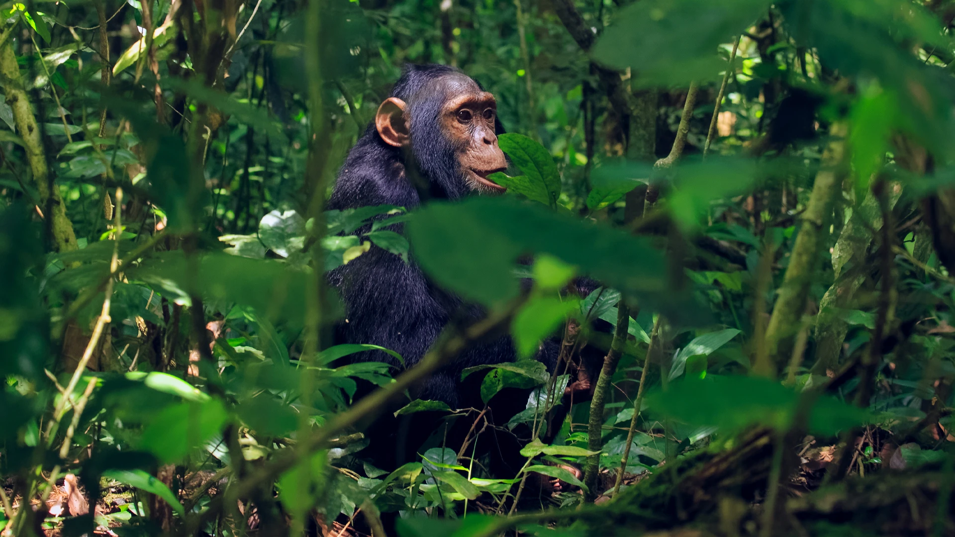 Kibale Forest National Park 