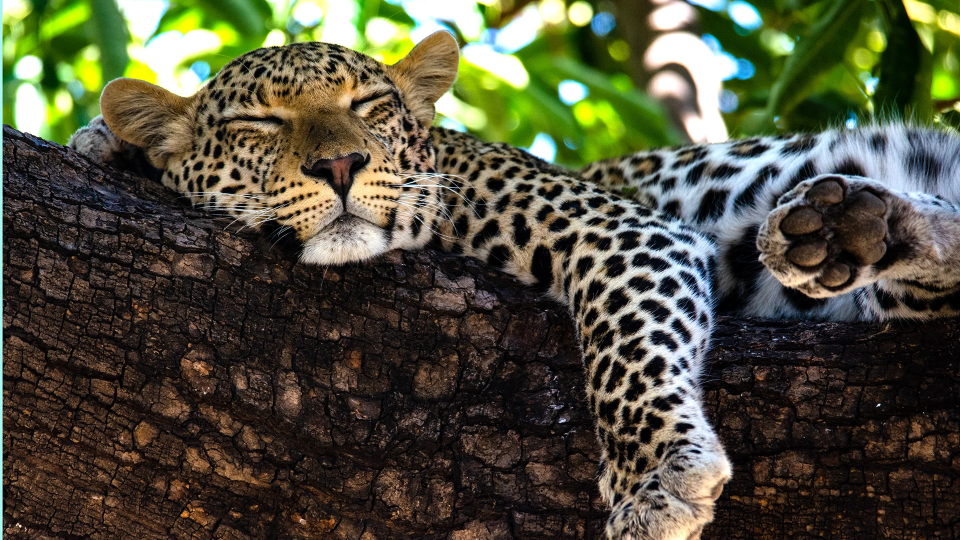 Chobe National Park 