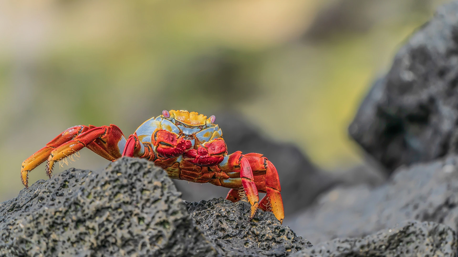 Crab Galapagos Ecuador