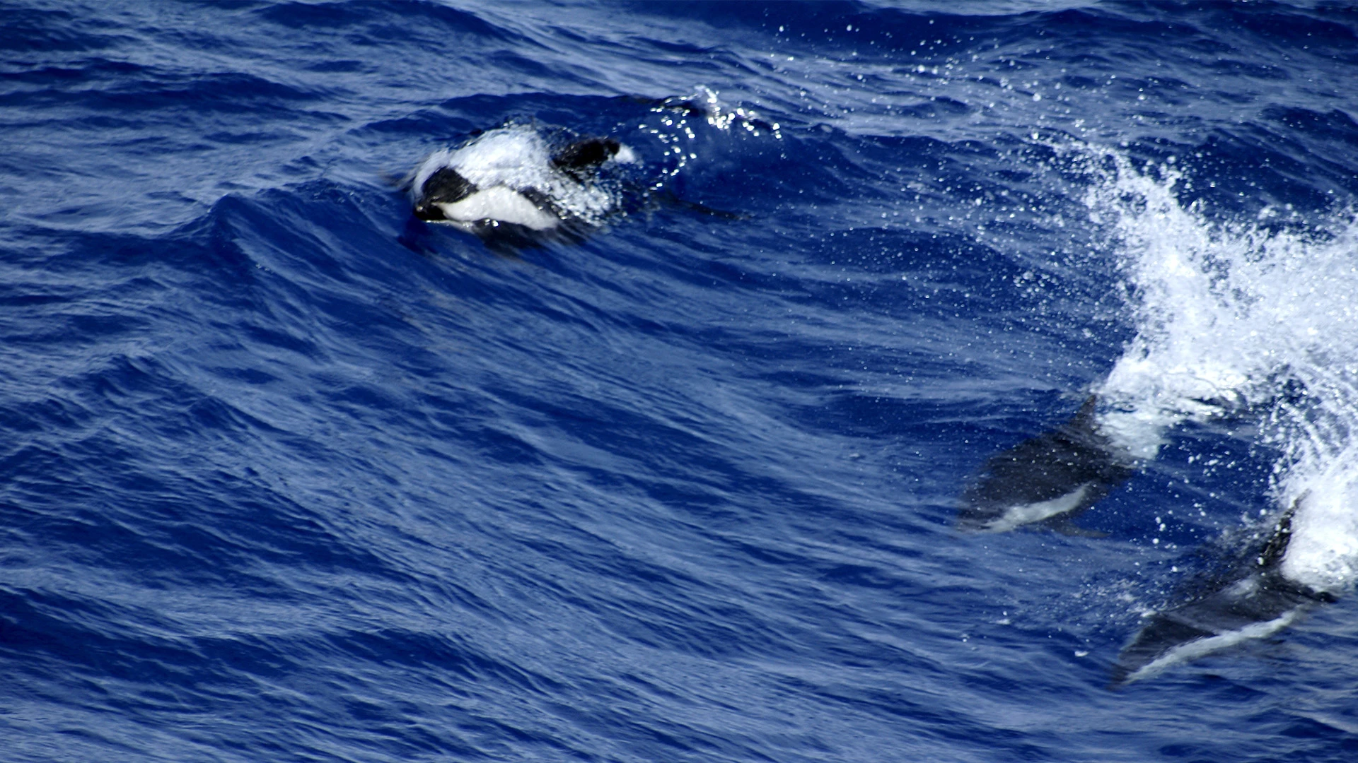 Dolphins swimming in the Drakes Passage