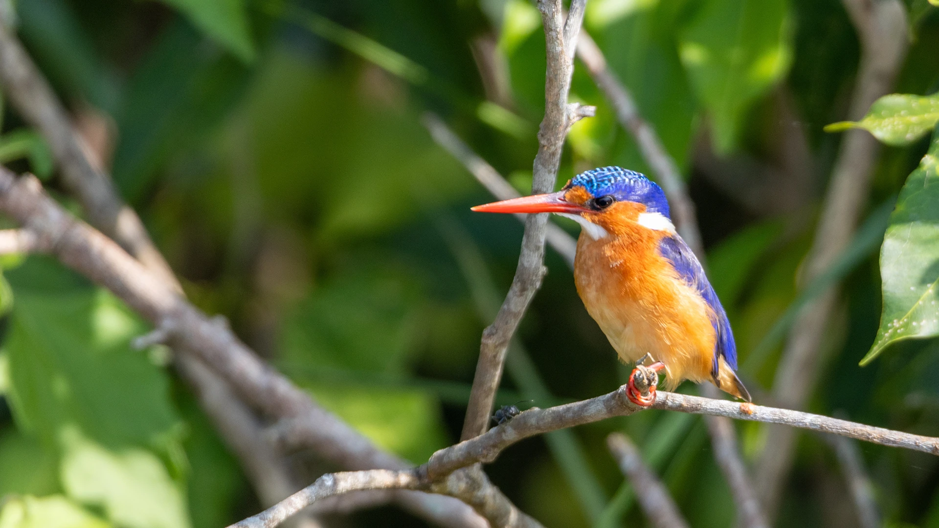 Malachite kingfisher