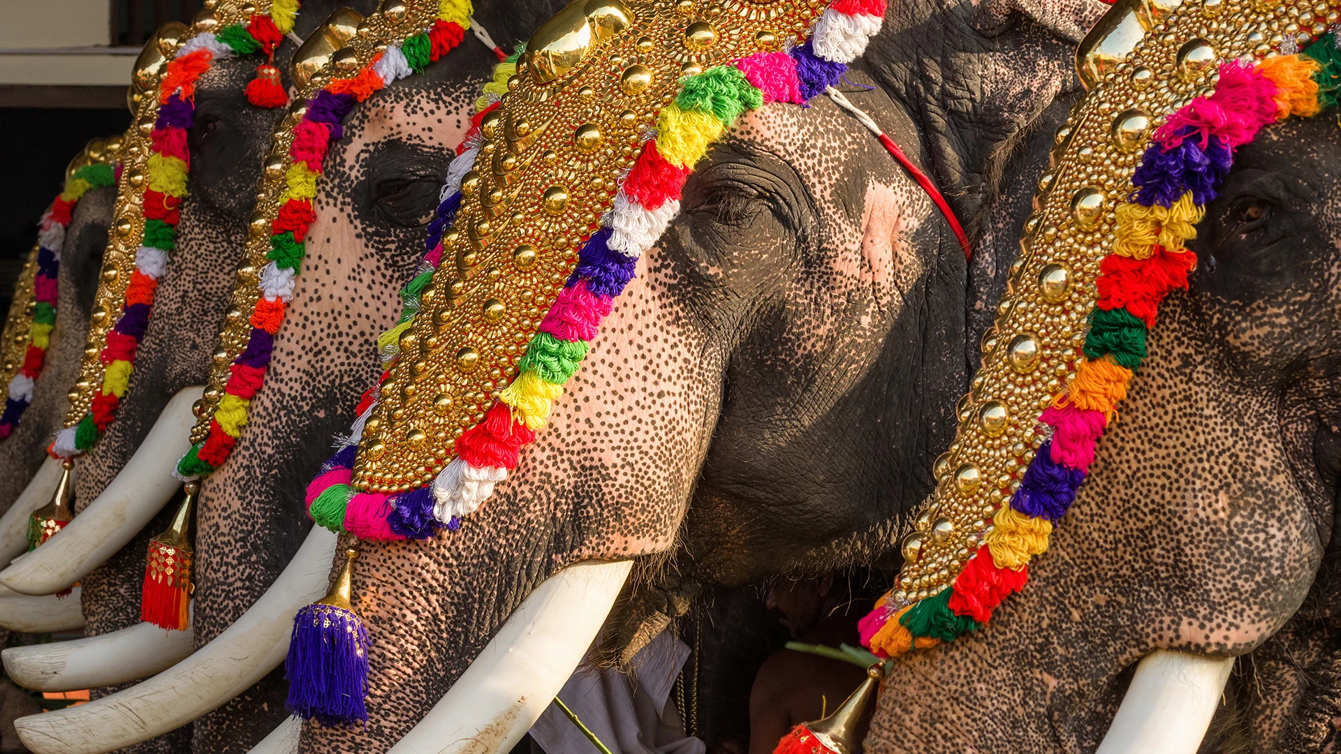 Decorated Elephants