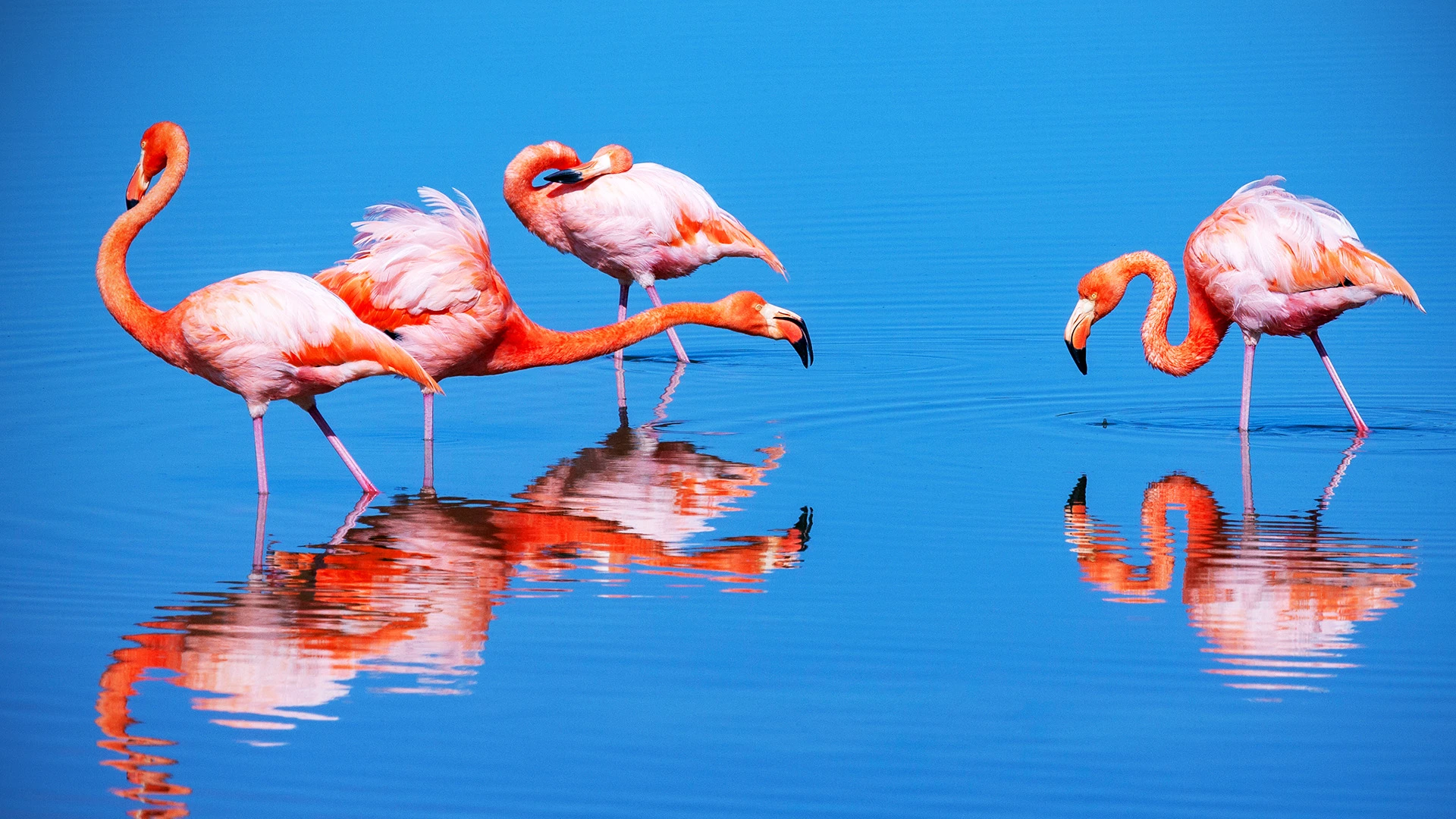 Flamingo Galapagos Ecuador