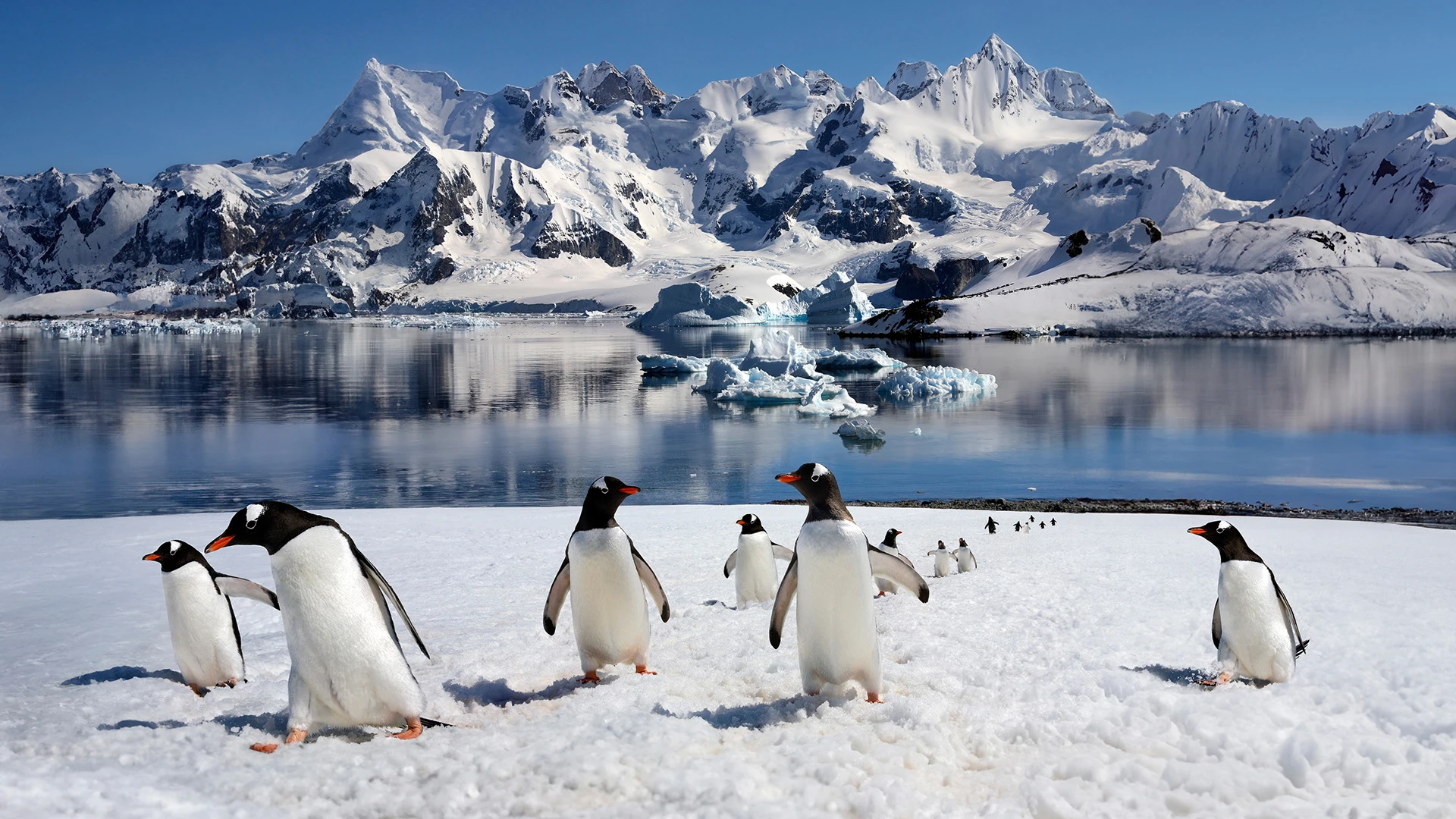 Gentoo Penguin Antarctica