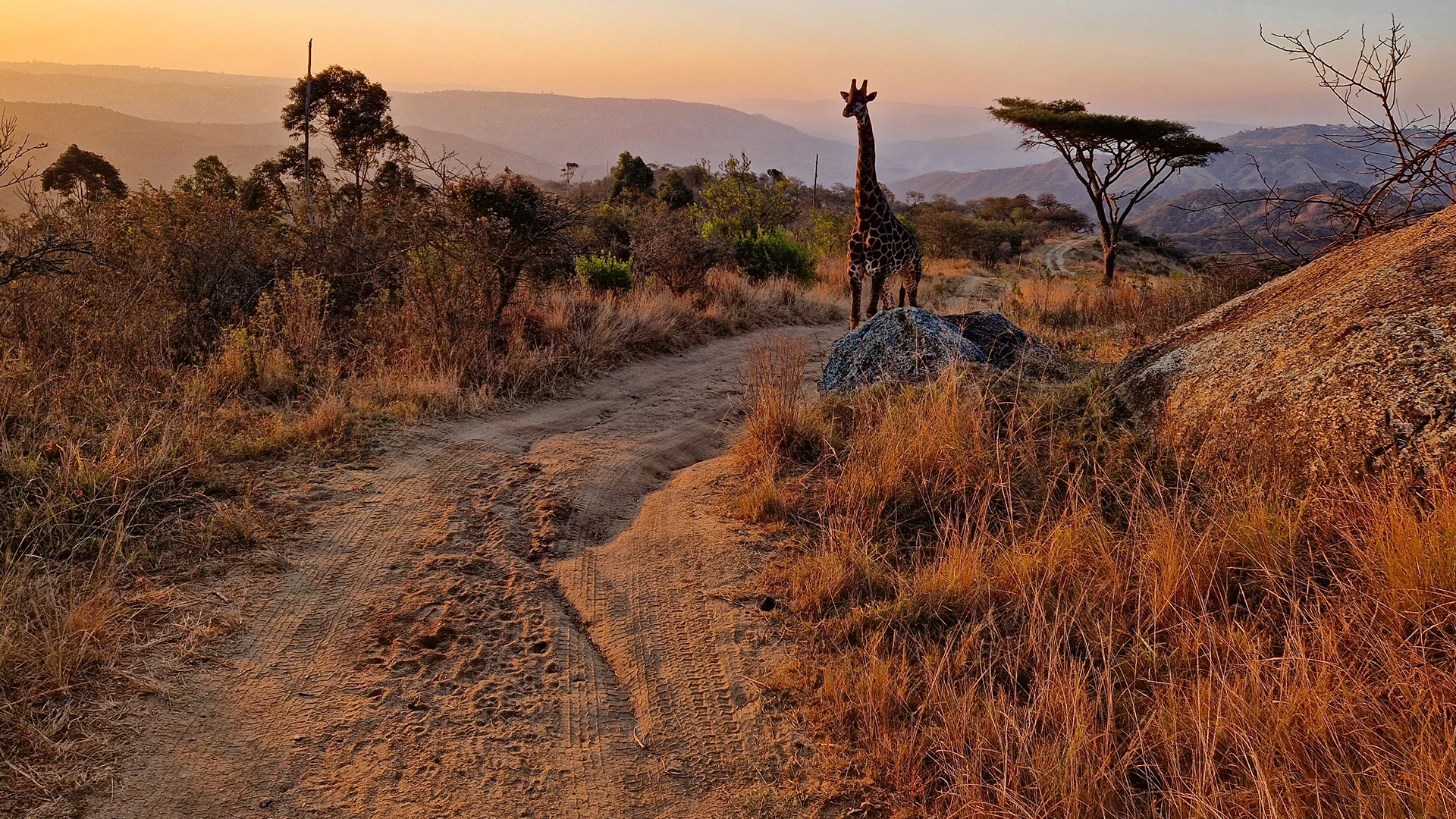 Majestic giraffe in the African wilderness