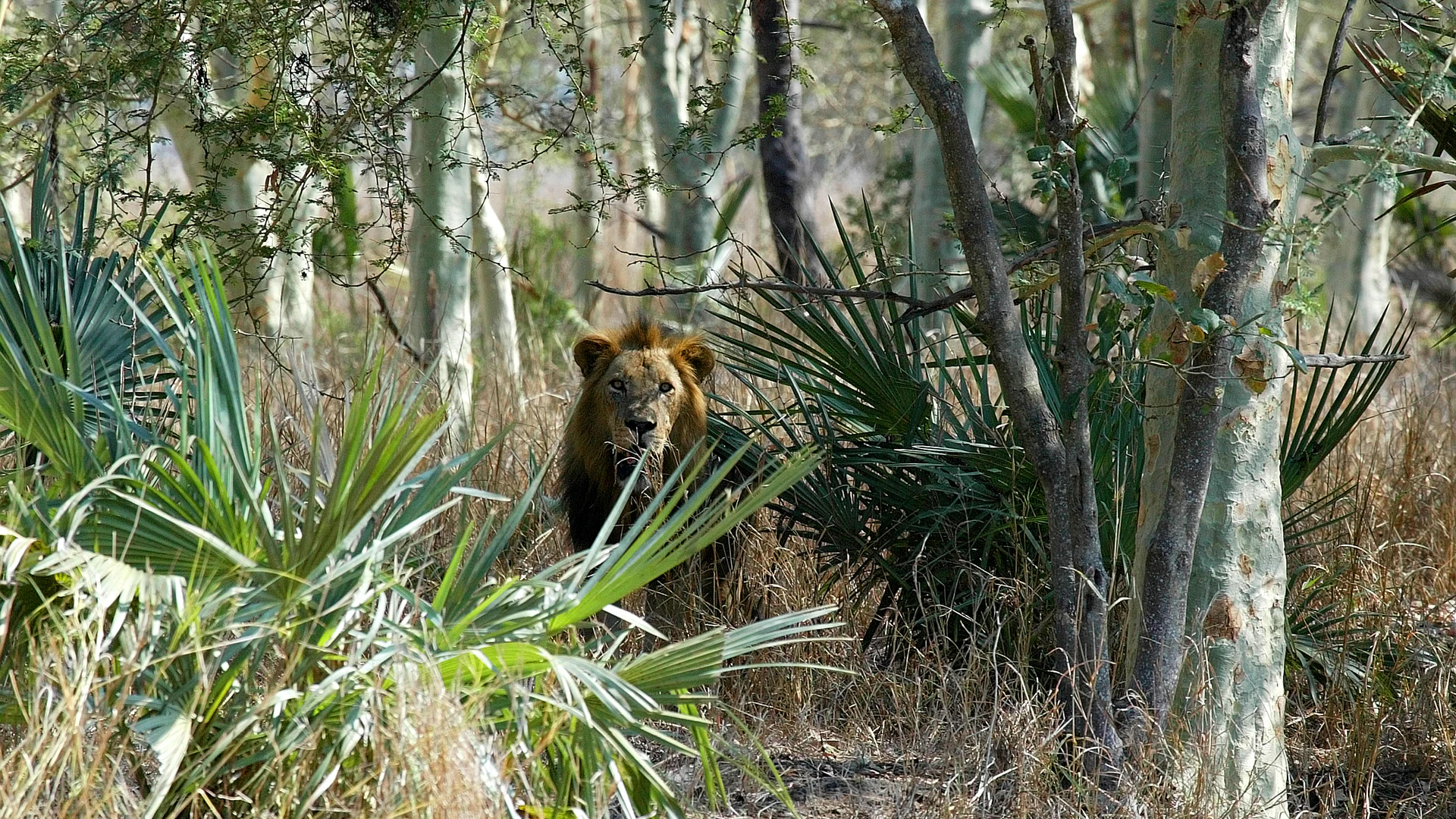 Gorongosa National Park