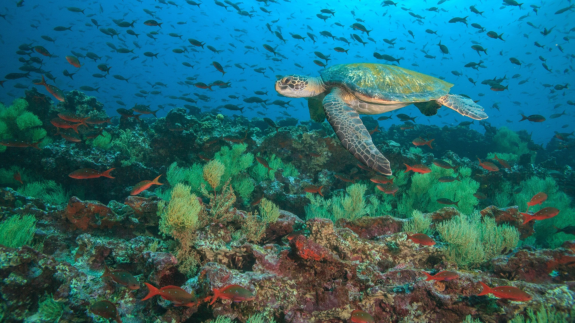 Green sea turtle, Floreana Island