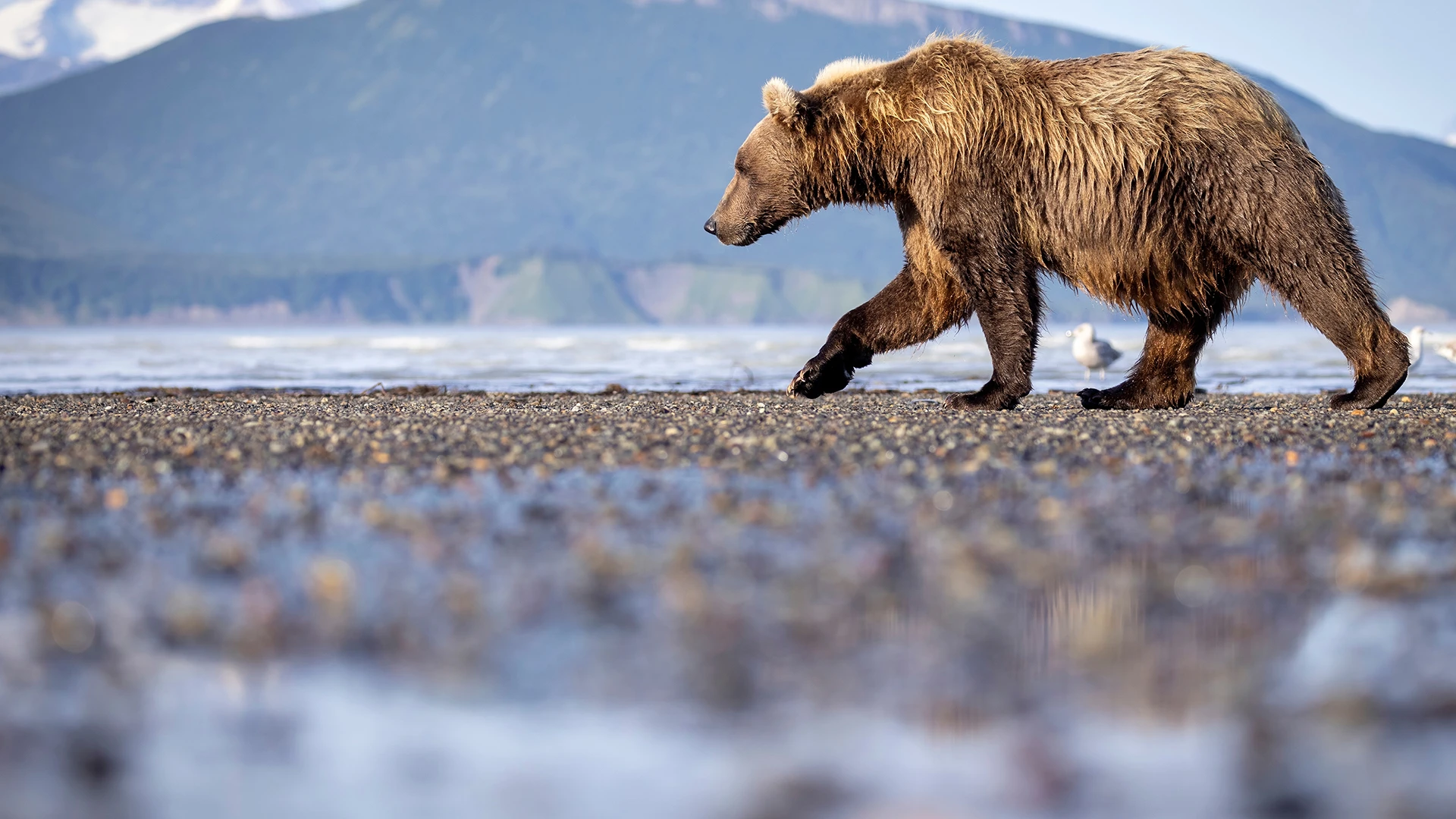 Katmai National Park