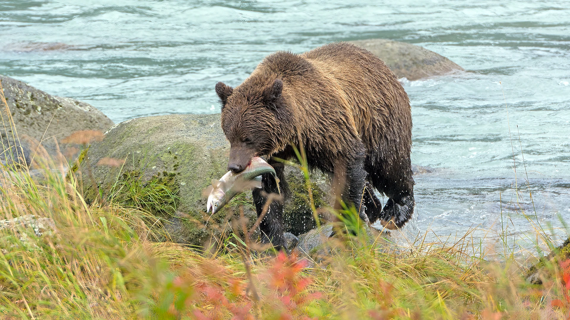 Grizzly Bear with Salmon Haines Alaska