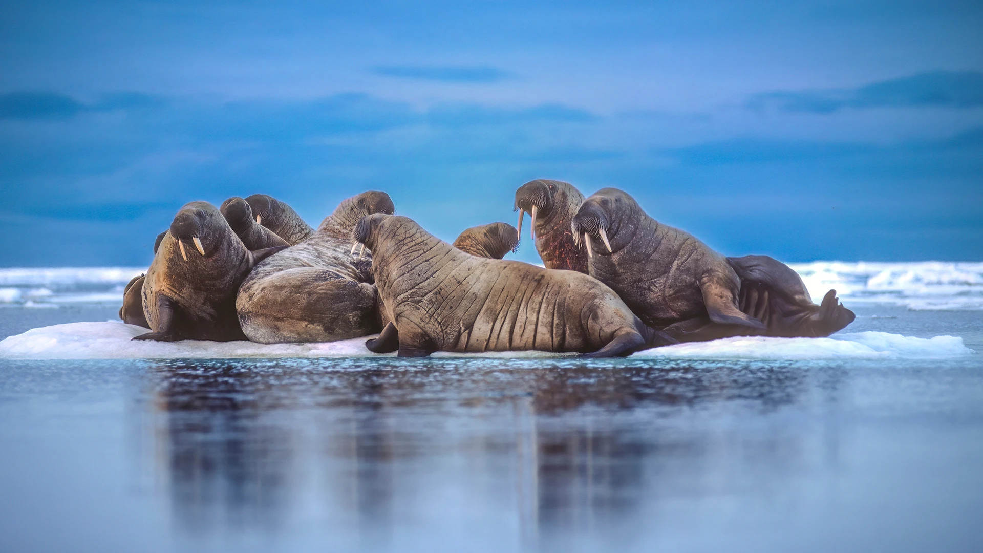 A huddle of walruses on the ice