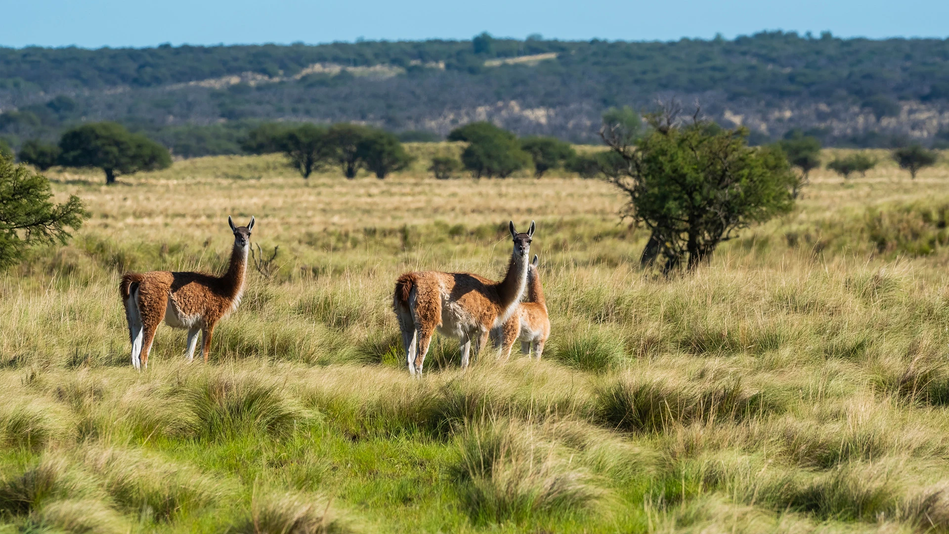 Guanacos in Pampas La Pampa province, Patagonia, Argentina