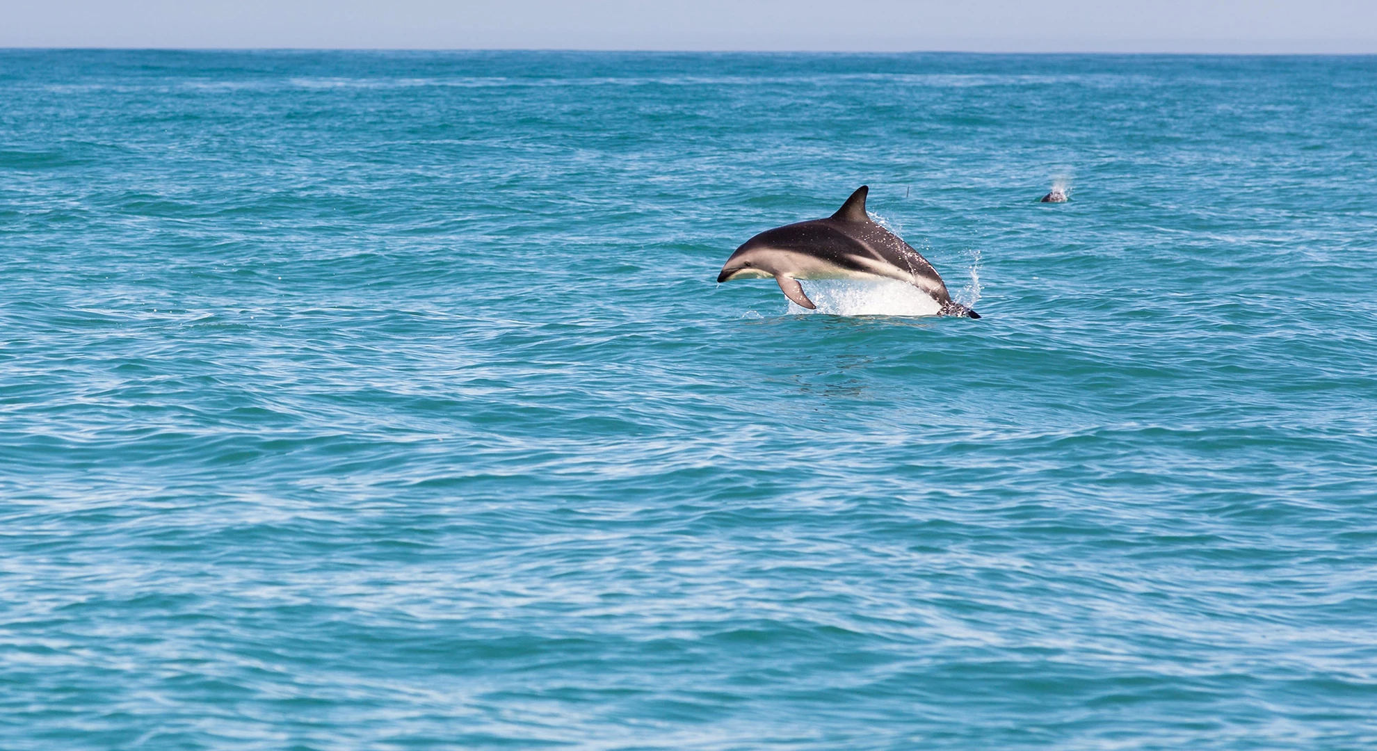 Hector's Dolphin, Ferniehurst