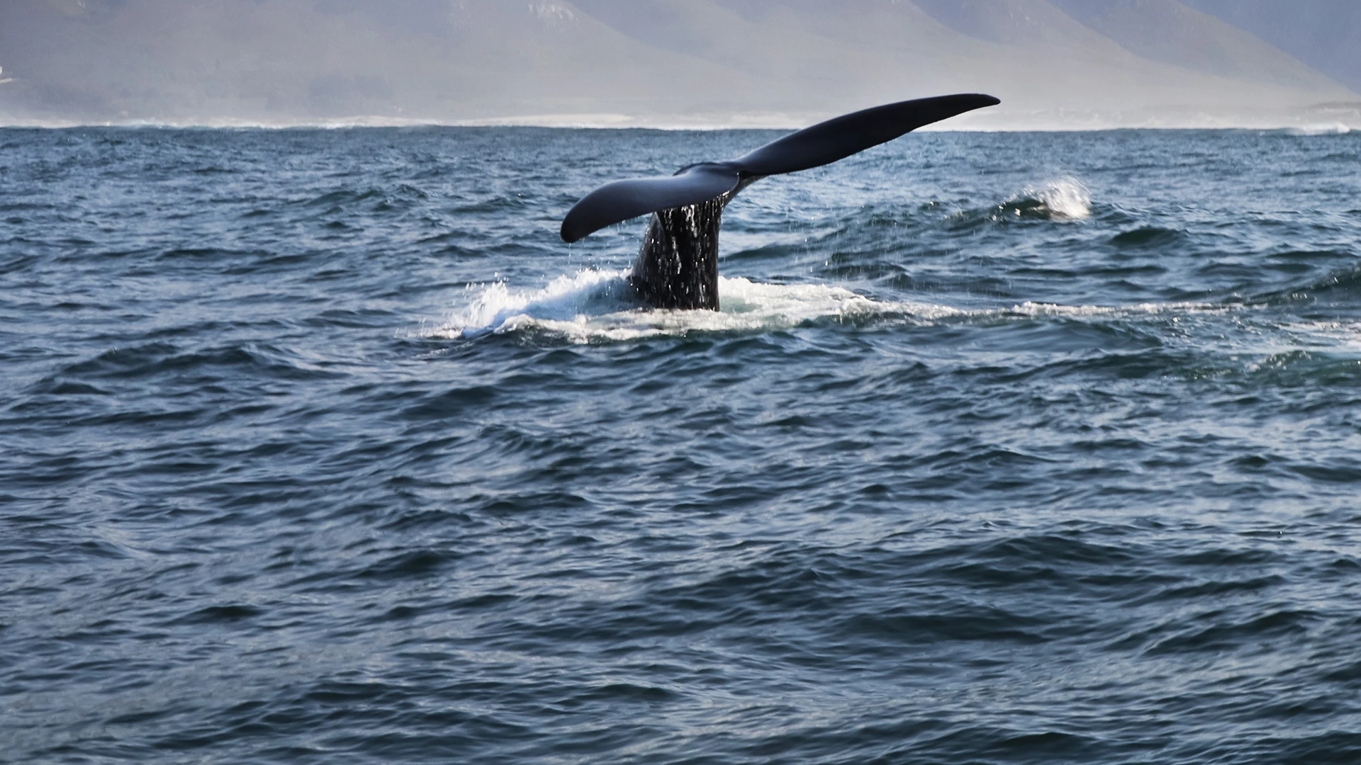 The Garden Route & Hermanus