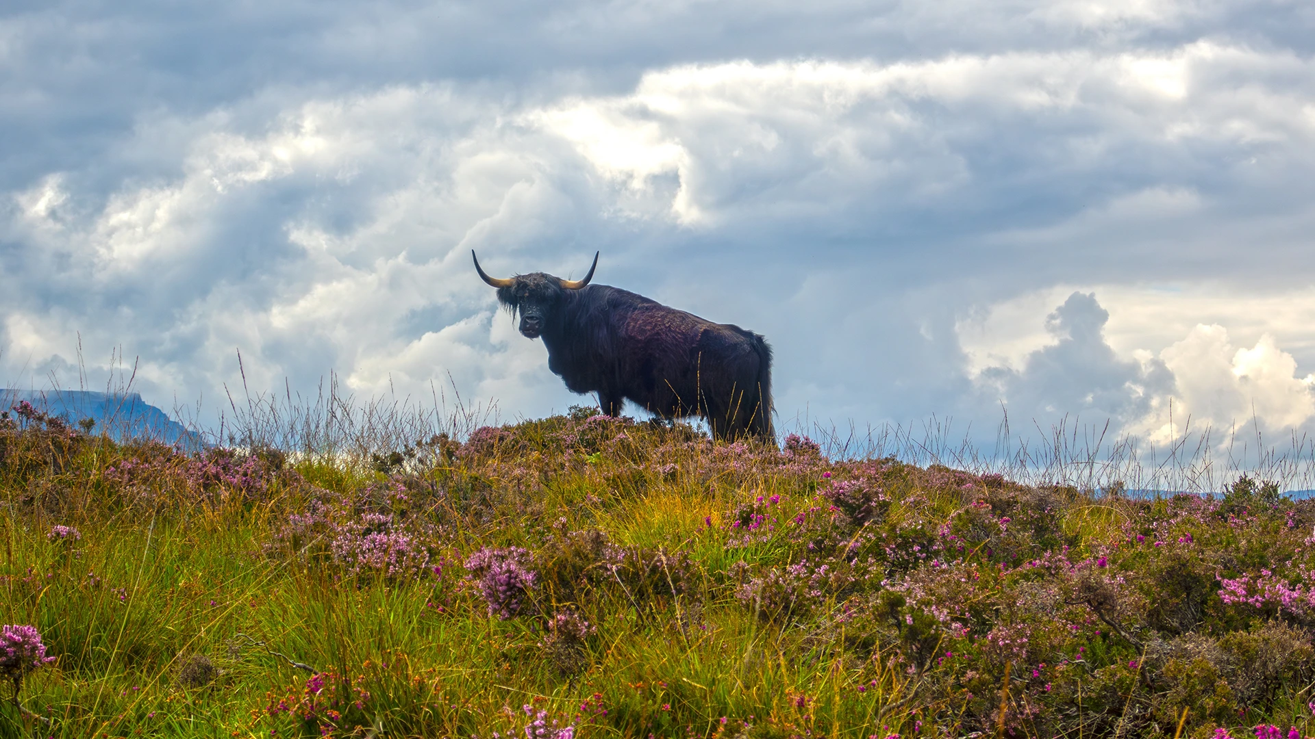 Highland cow on Ulva